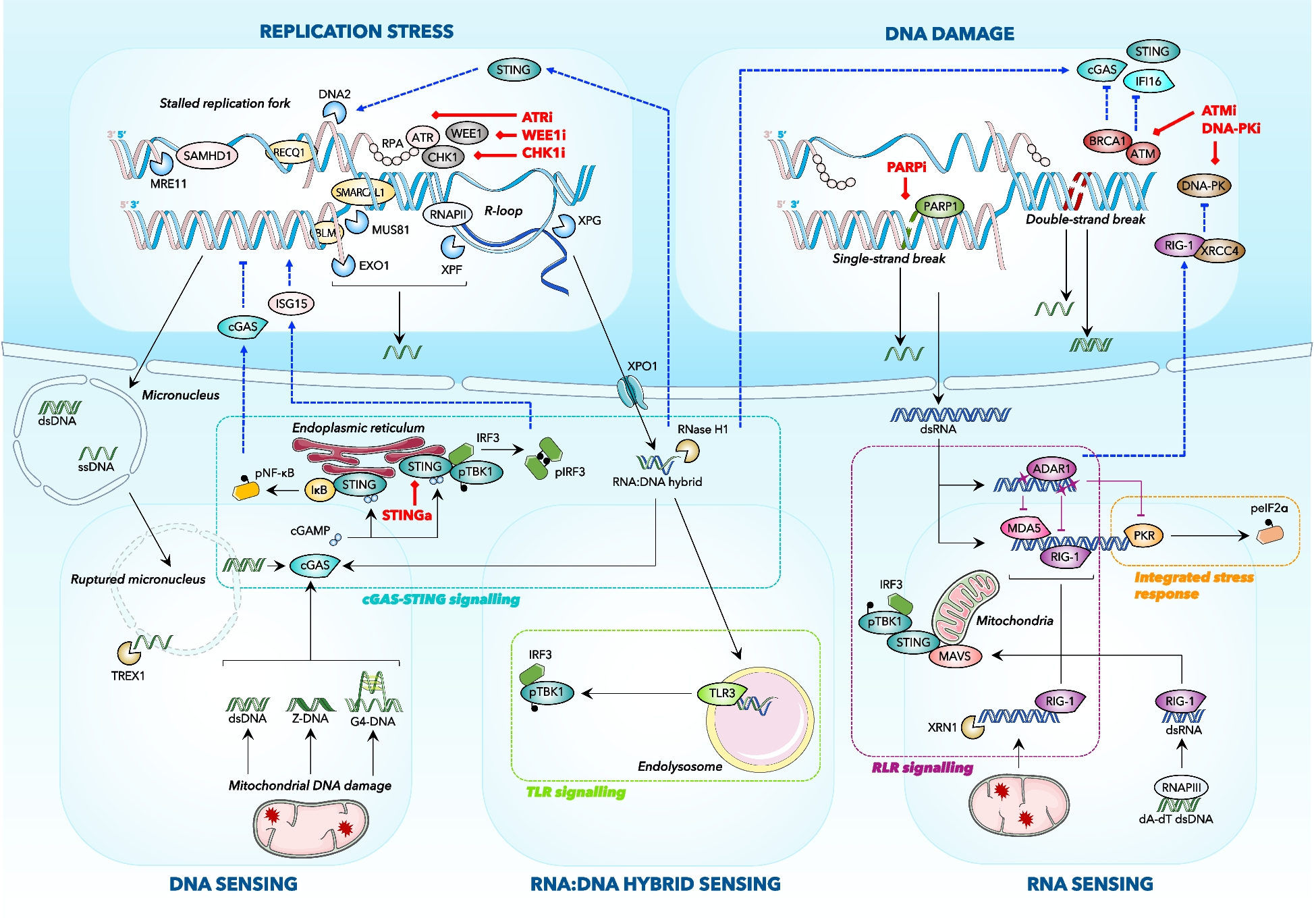 Genome instability and crosstalk with the immune response