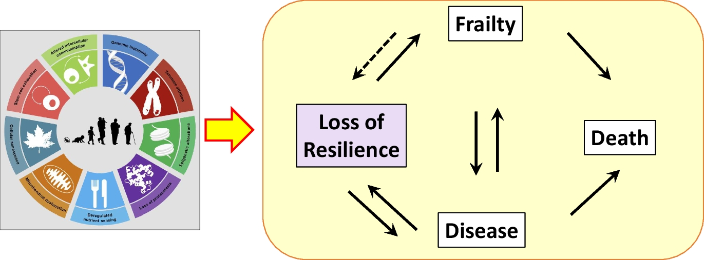 Loss of molecular resilience as the ultimate outcome of aging biology