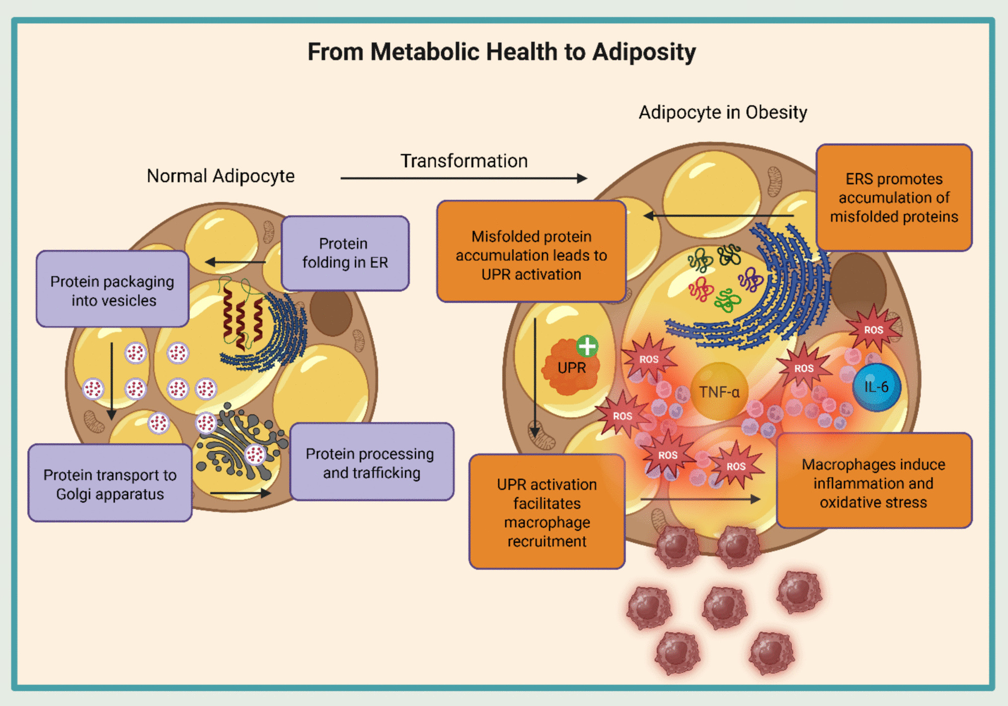 Climate Change, Air Pollution and the Global Obesity Syndemic: a Review of Current Evidence