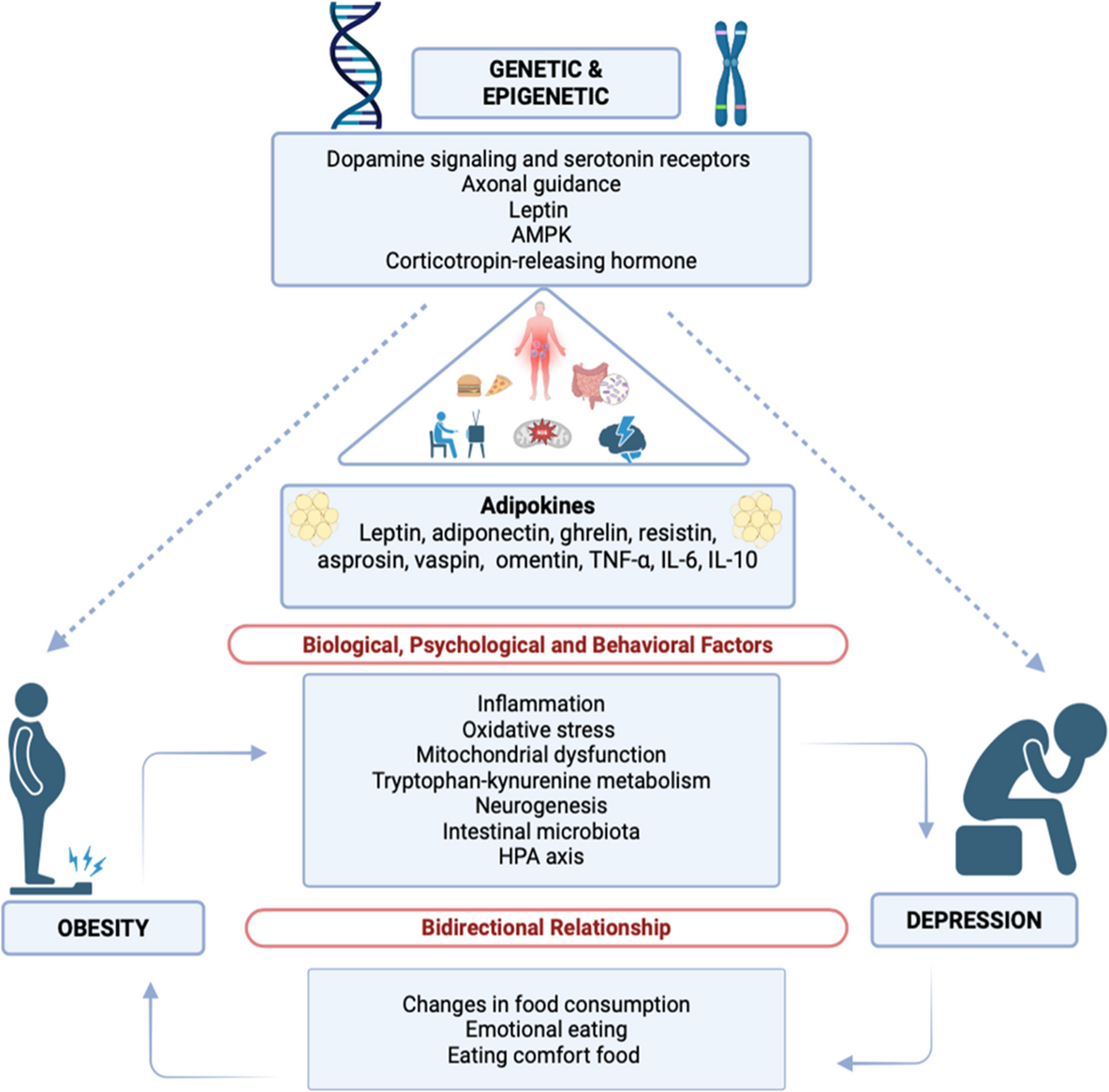 The Role of Adipokines and Gene Polymorphisms in the Development of Obesity- Induced Depression