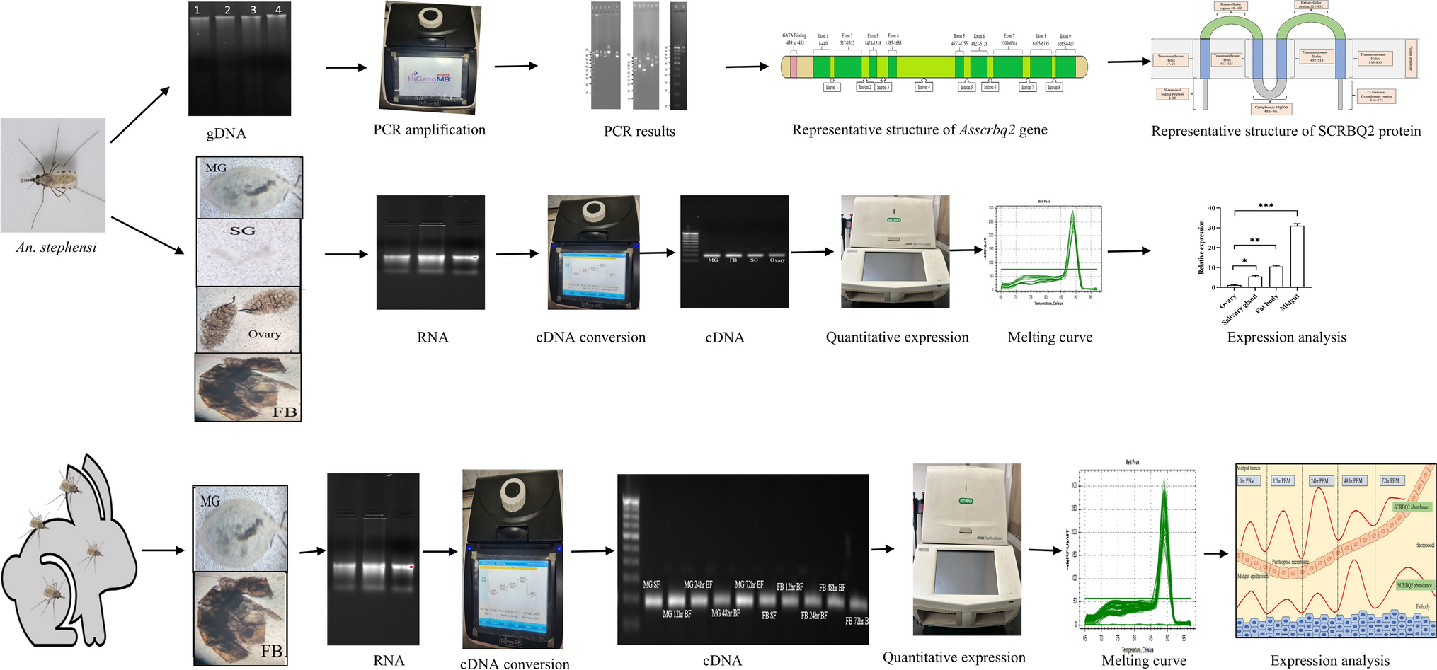 Croquemort-scavenger receptor class B 2 () gene in : Molecular characterization and expression analysis after blood feeding