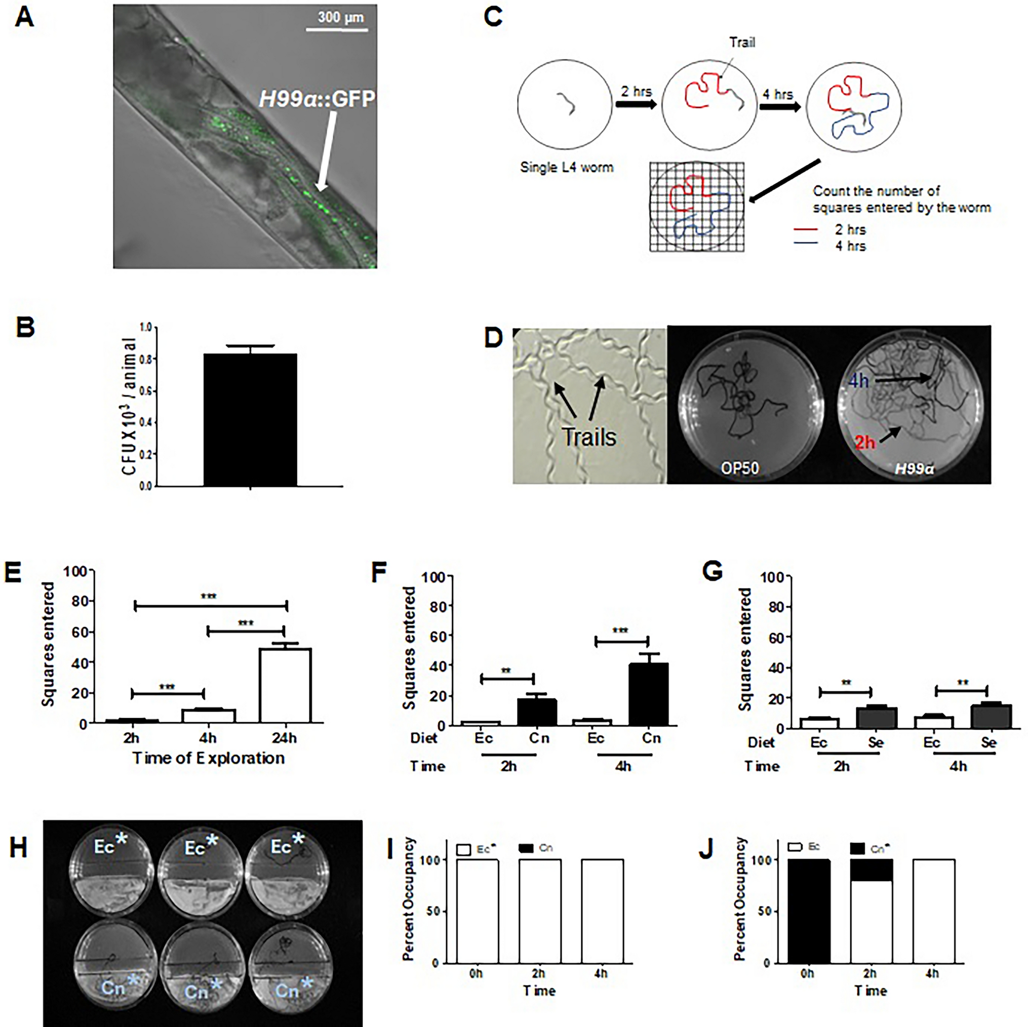 Bite size of  regulates feeding, satiety and development on a diet of live yeast
