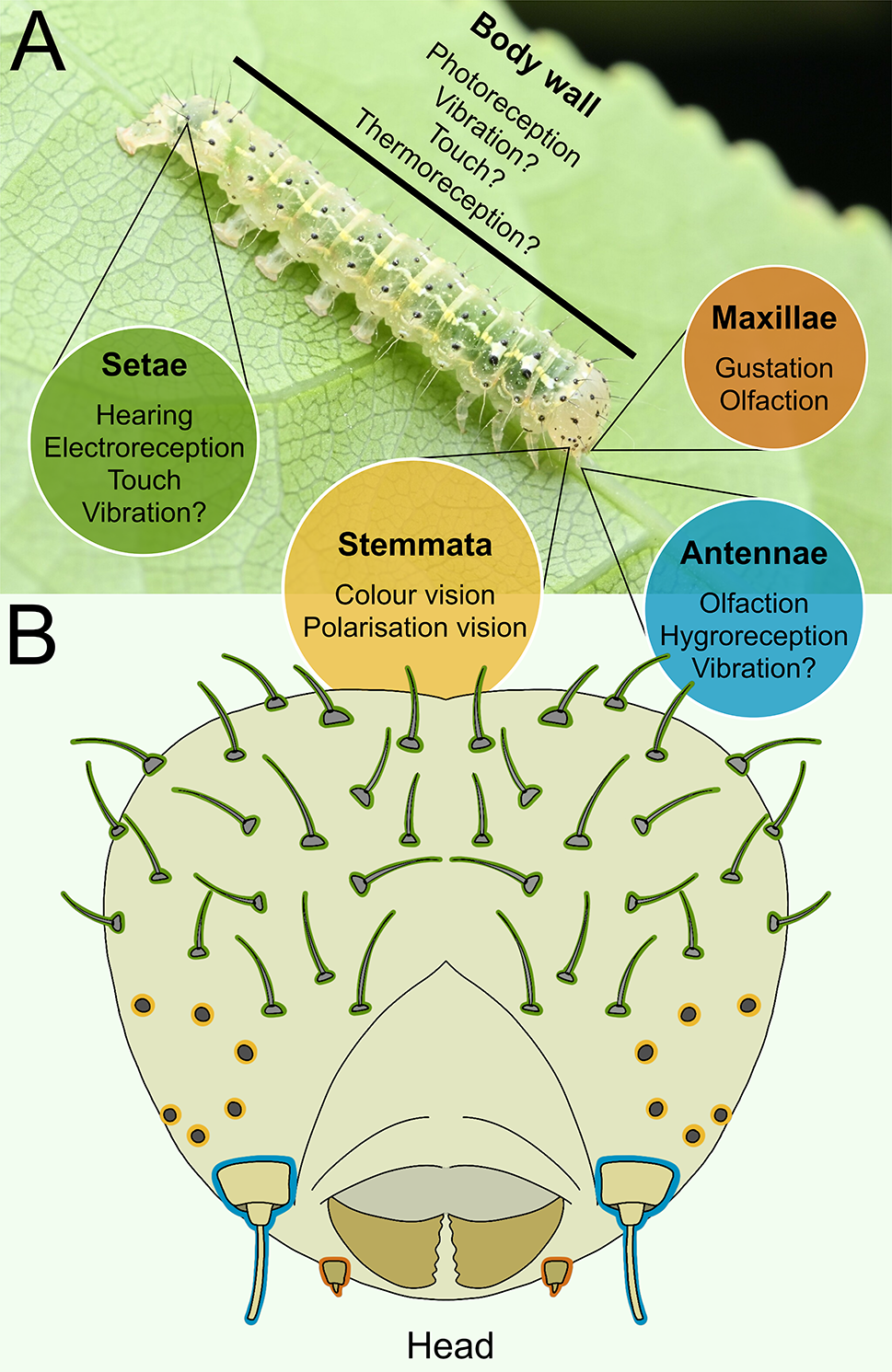 The sensory ecology of caterpillars