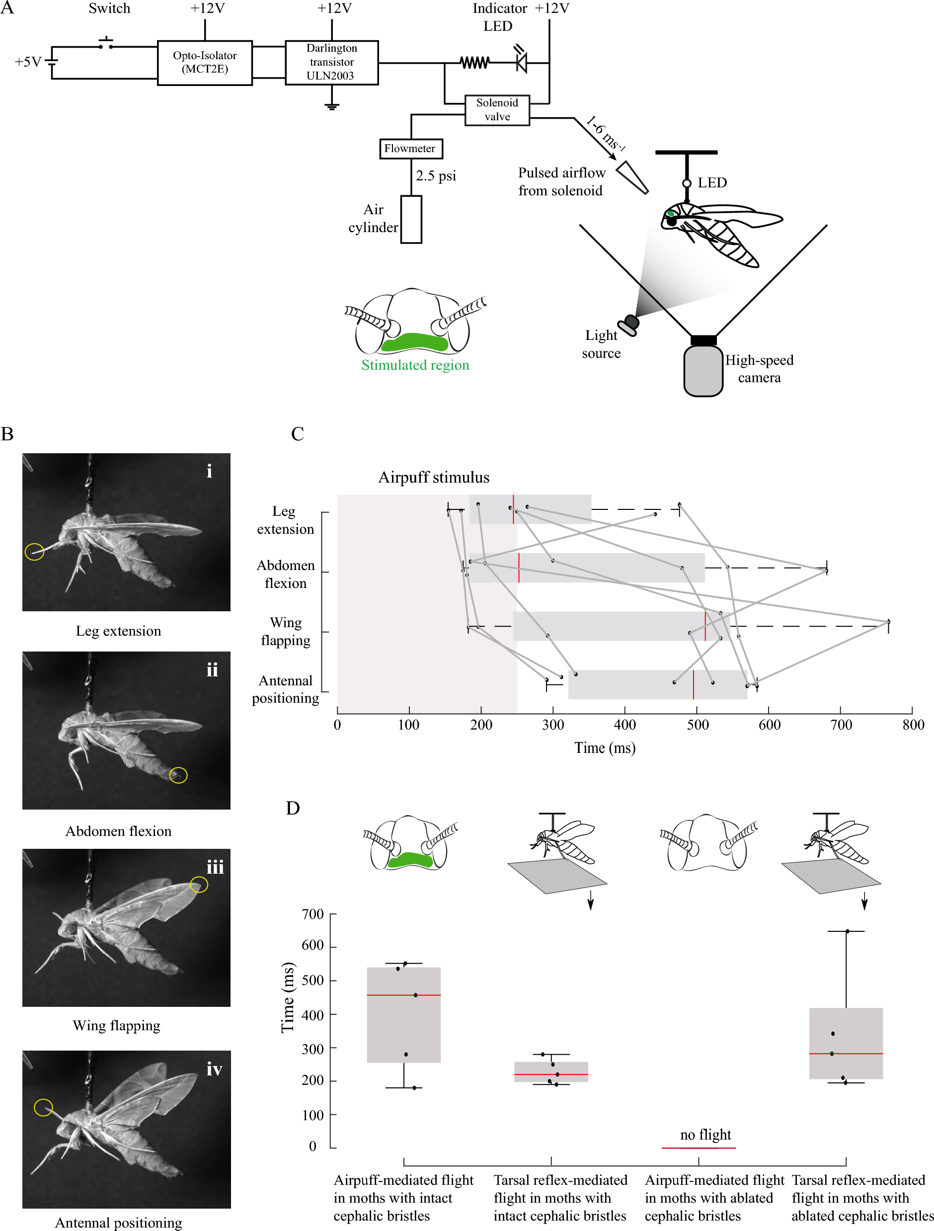 Mechanosensory cephalic bristles mediate rapid flight initiation in hawkmoths