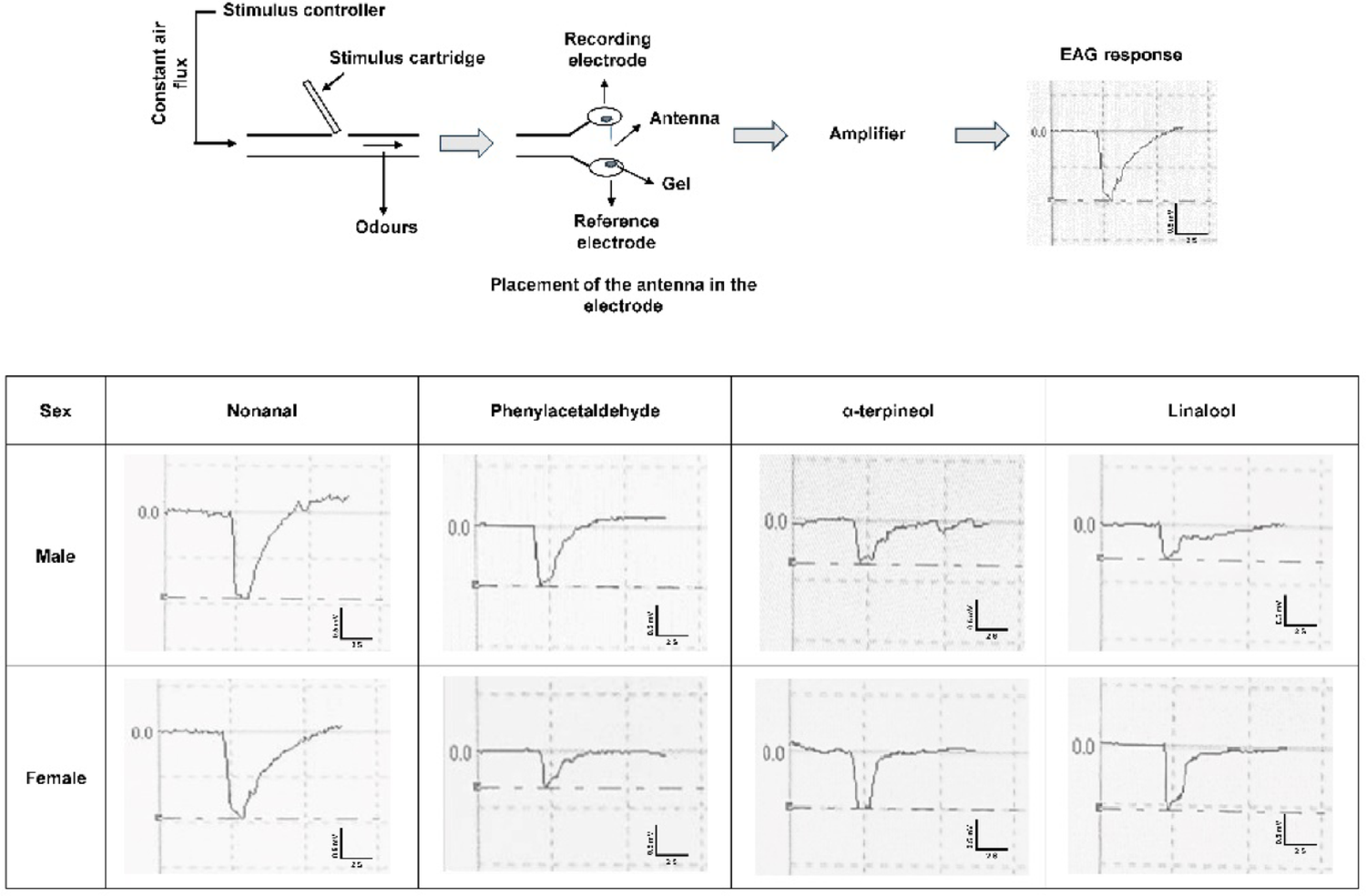 Integrating electrophysiology, behavioral response, and docking studies to decipher odorant-binding protein function in the brinjal shoot and fruit borer,  Guenee