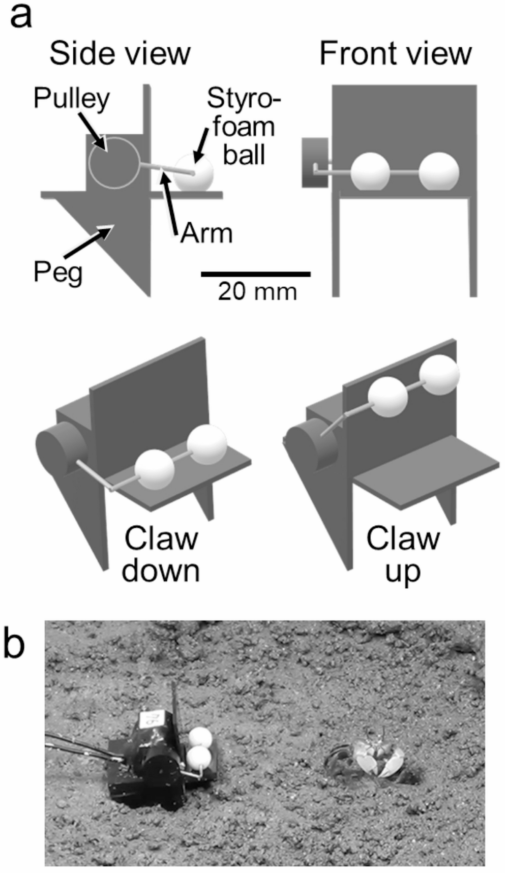 Synchronous waving in a dotillid crab : behavioral analyses using a robotic model