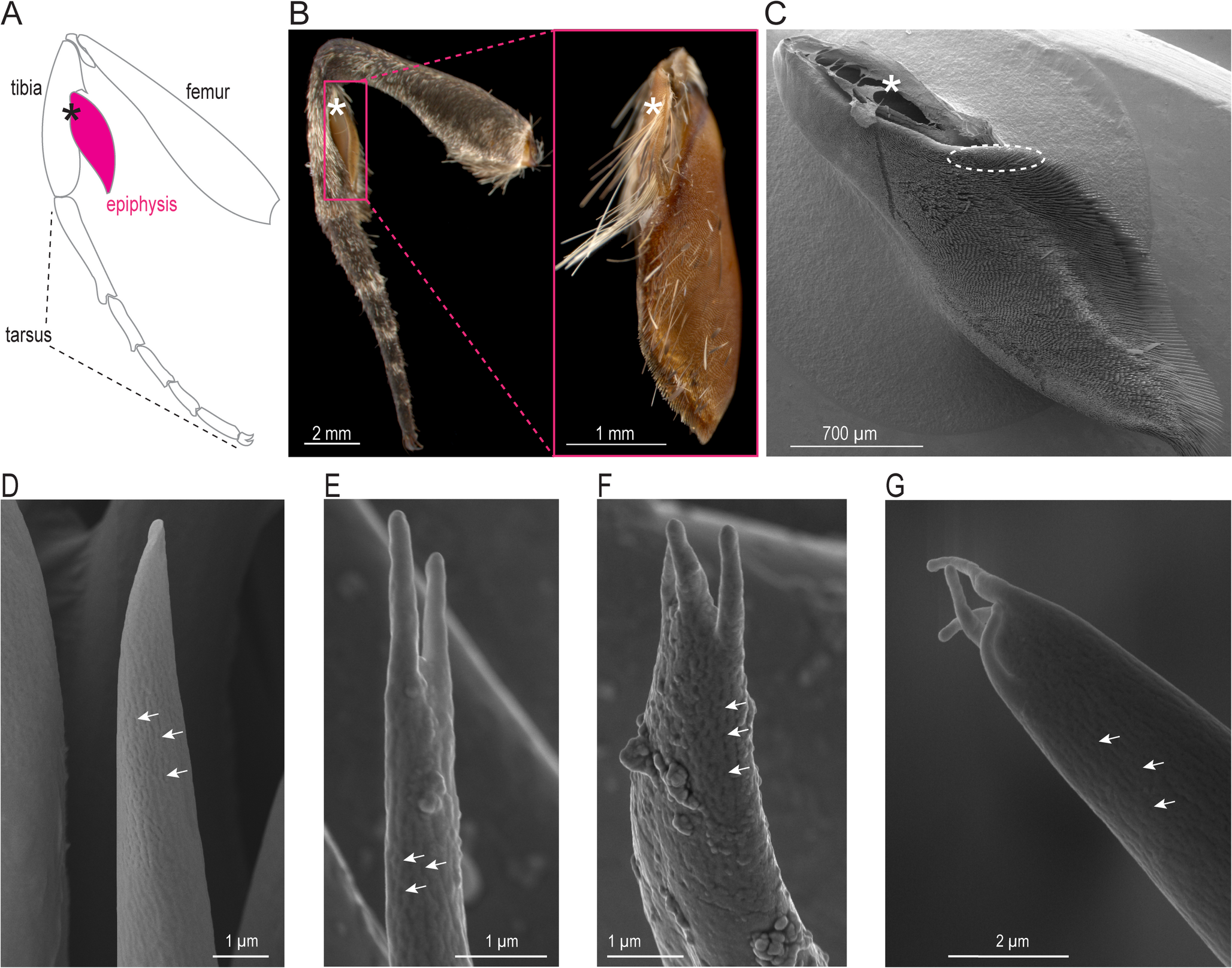 Hawkmoths can smell with grooming organs on their legs