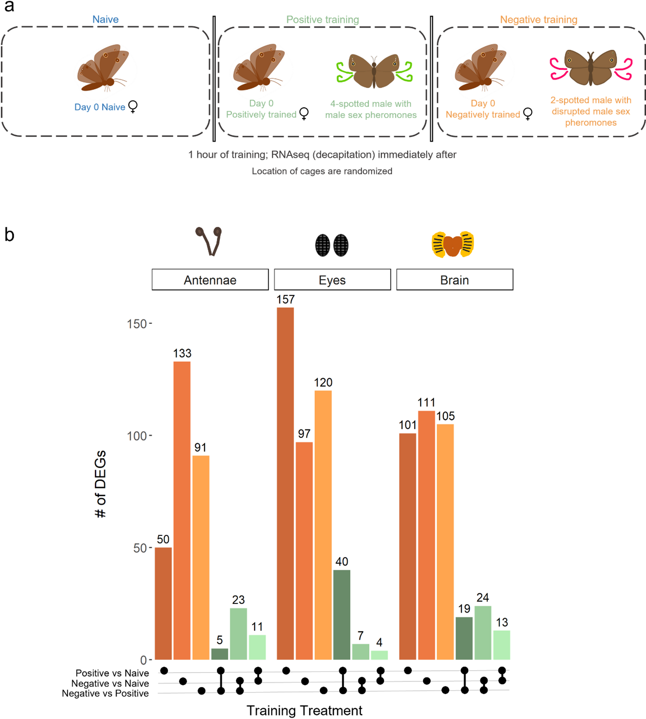 Divergent sensory transcriptomic profiles in positive and negative learning in  butterflies