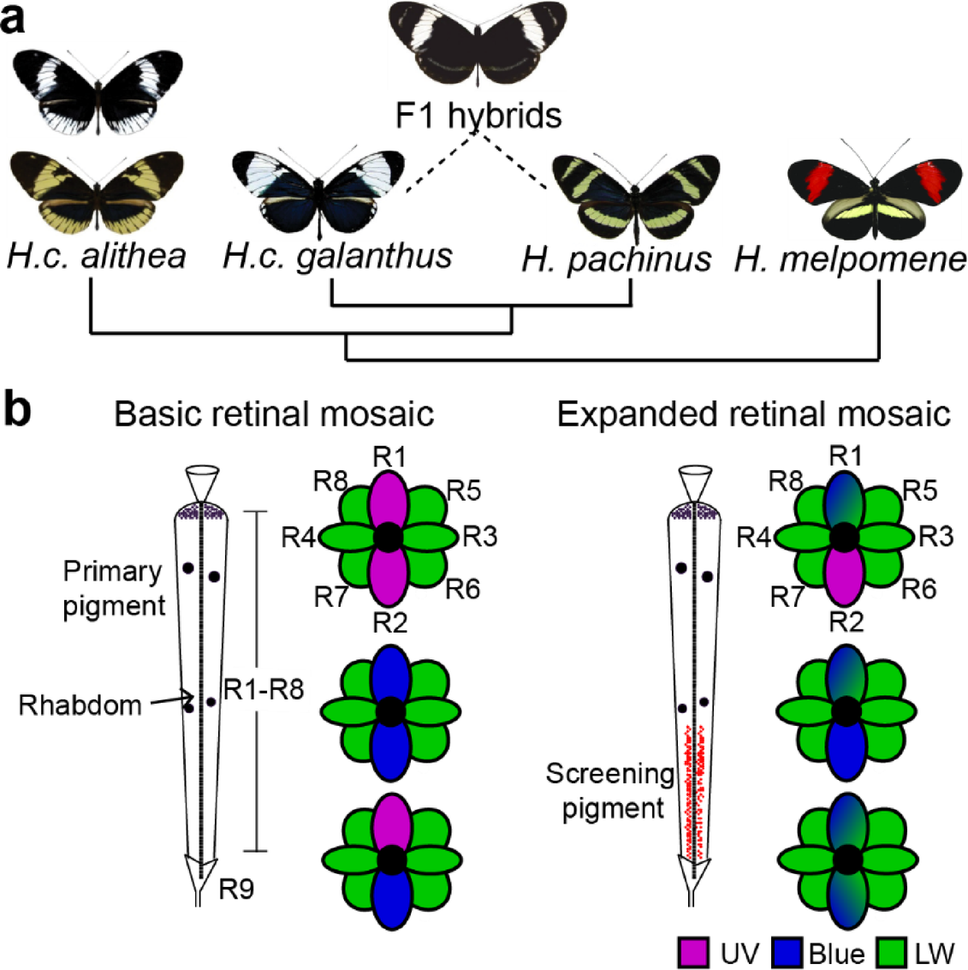 Sex-limited diversification of the eye in  butterflies