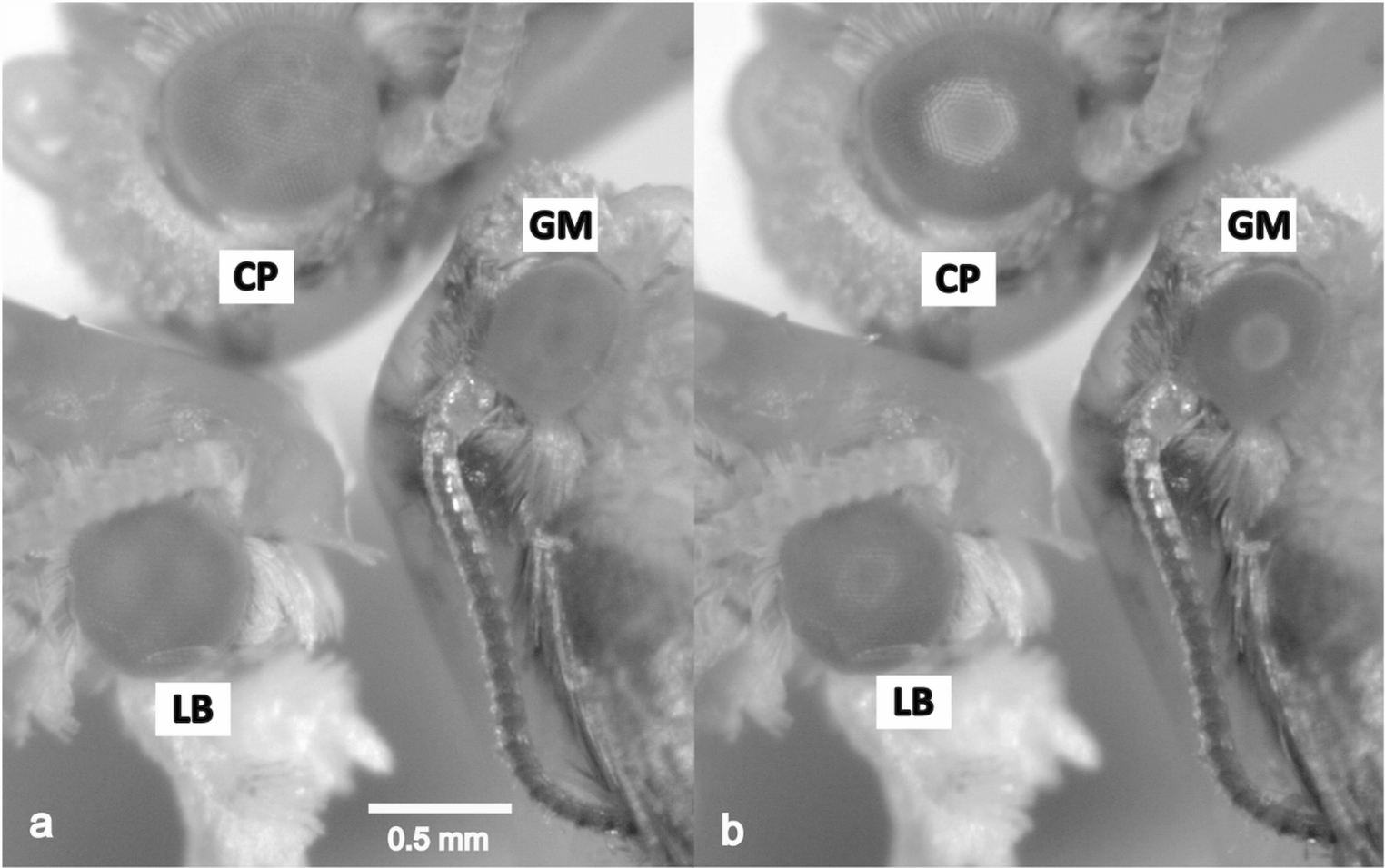 Pupil dynamics reveal the tuning of tortricid moths to diel activity
