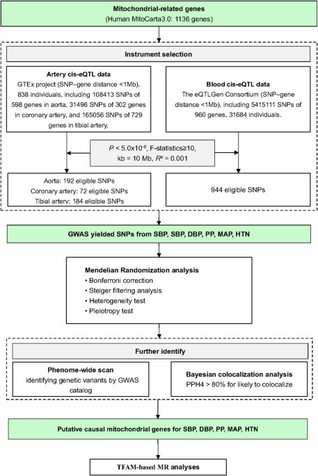 Identification of potential causal-genes-relevant blood pressure: a mitochondria-related genome-wide Mendelian randomization study