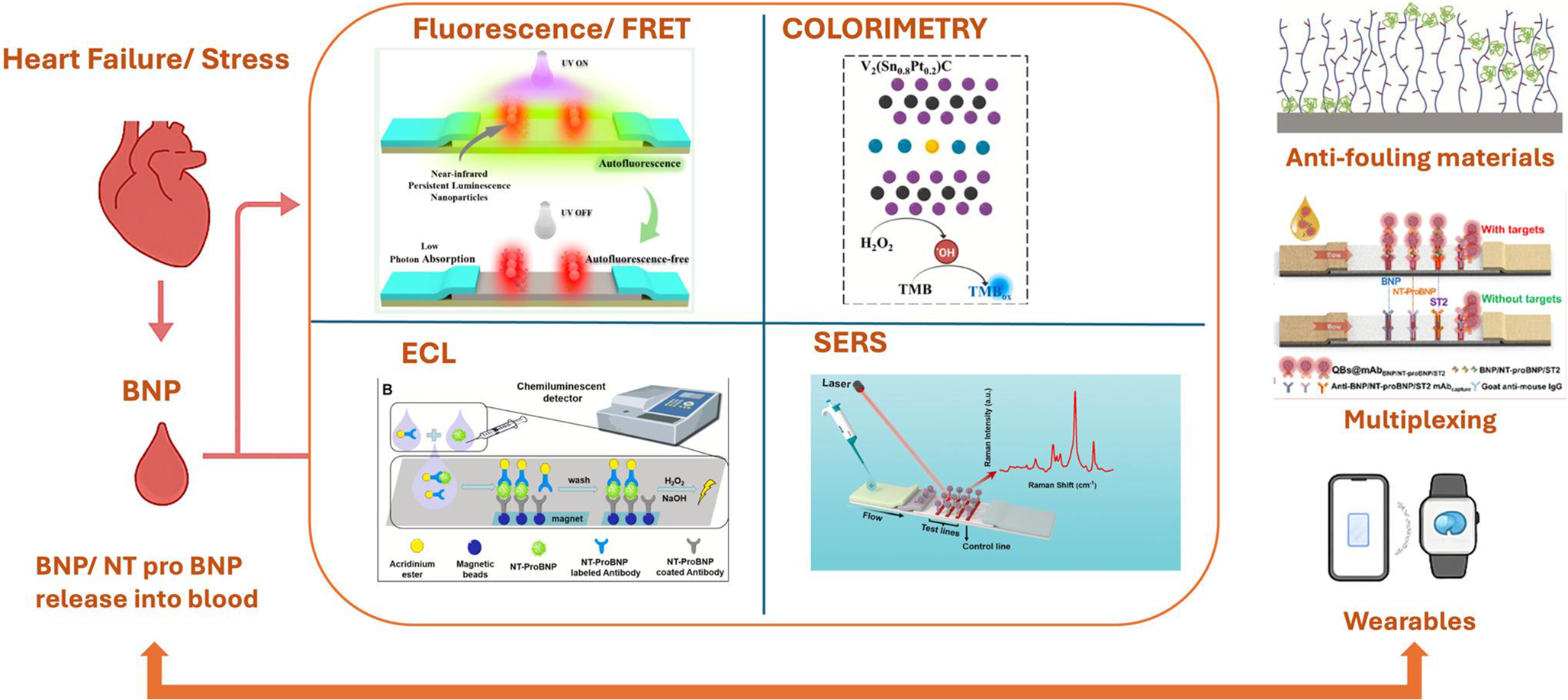 Toward next-generation BNP/NT-proBNP biosensors: multiplexed detection, biofouling control, and digital health integration