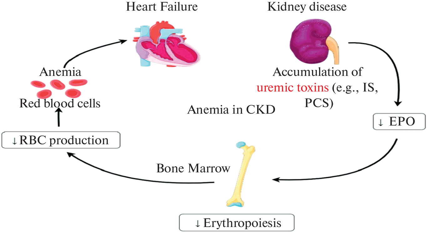 Anemia of Chronic Renal Failure and ESRD with Hepatitis C Patients: Role of Erythropoietin