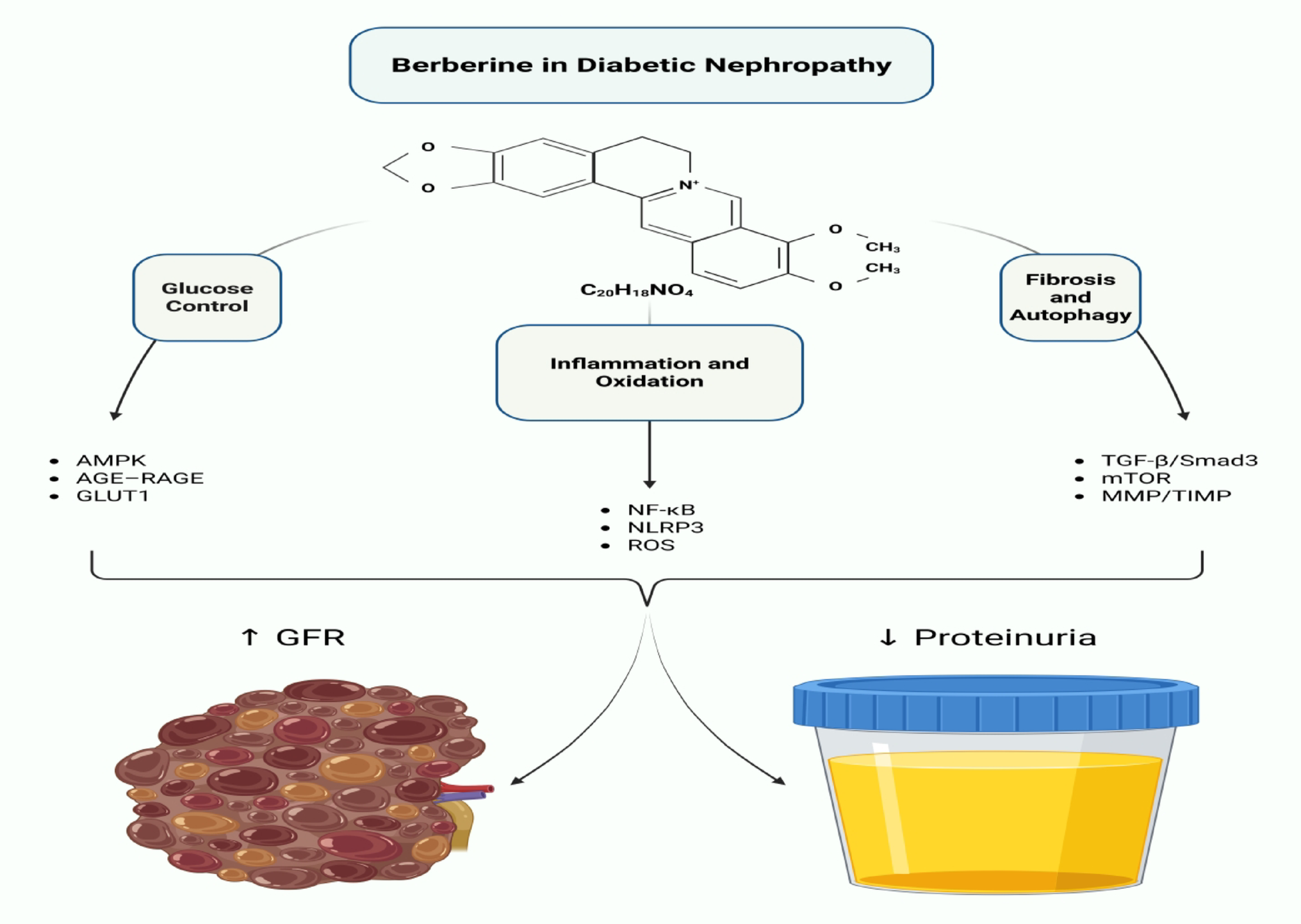 Berberine in diabetic nephropathy: mechanistic overview