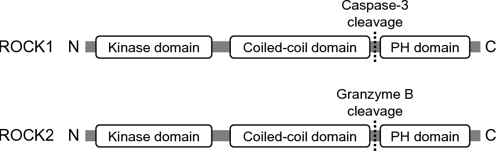 Harnessing ROCK biology to revolutionize diabetic nephropathy: decoding mechanisms, designing therapies
