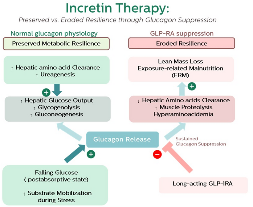 Glucagon suppression under GLP-1RA therapy: hidden trade-offs for muscle and resilience
