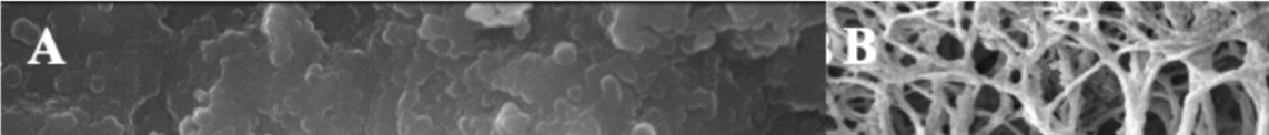 Intravital Microscopy of Osteocytes: A New Era in Bone Cell Biology