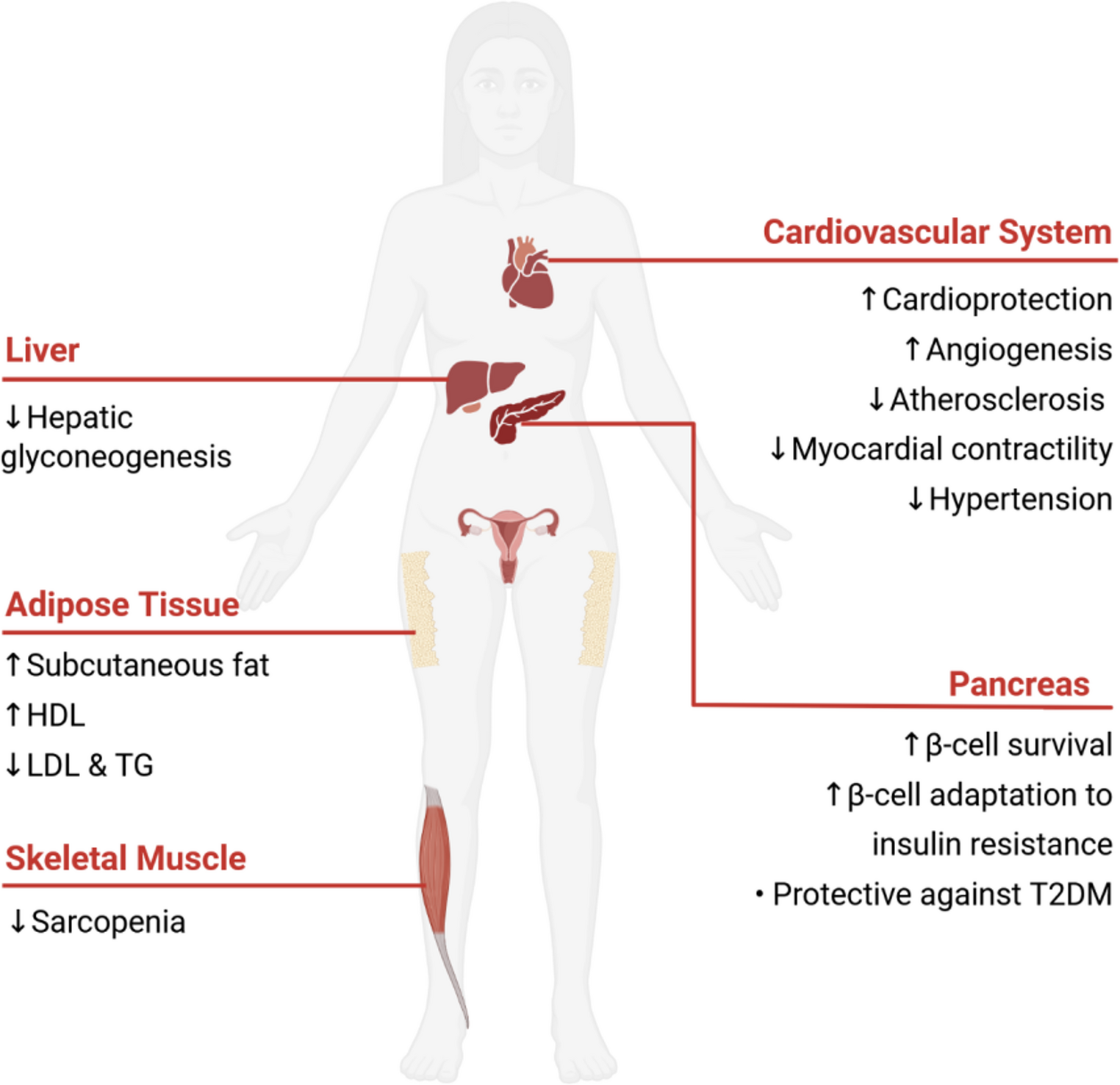 New insights into sexual dimorphism in cardiometabolic health