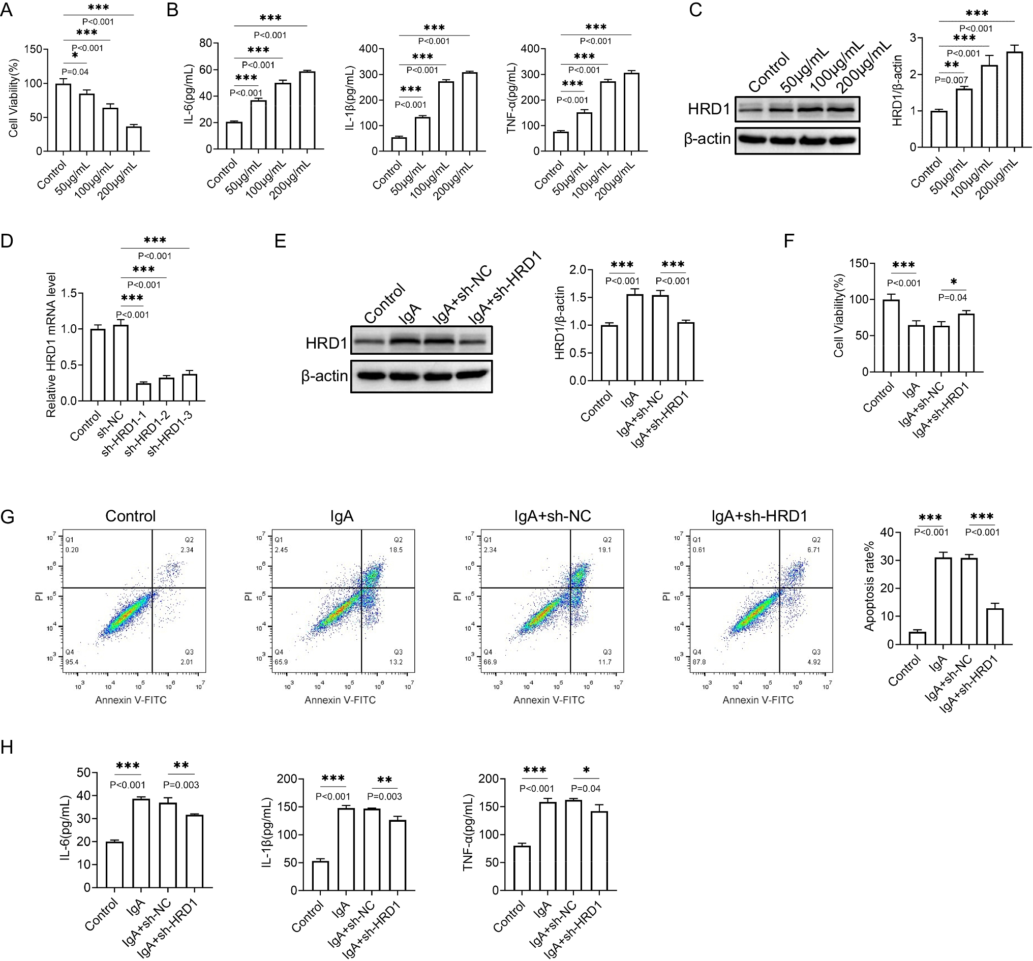 MYC affects mitochondrial function in IgA nephropathy by promoting the degradation of MFN1 through HRD1