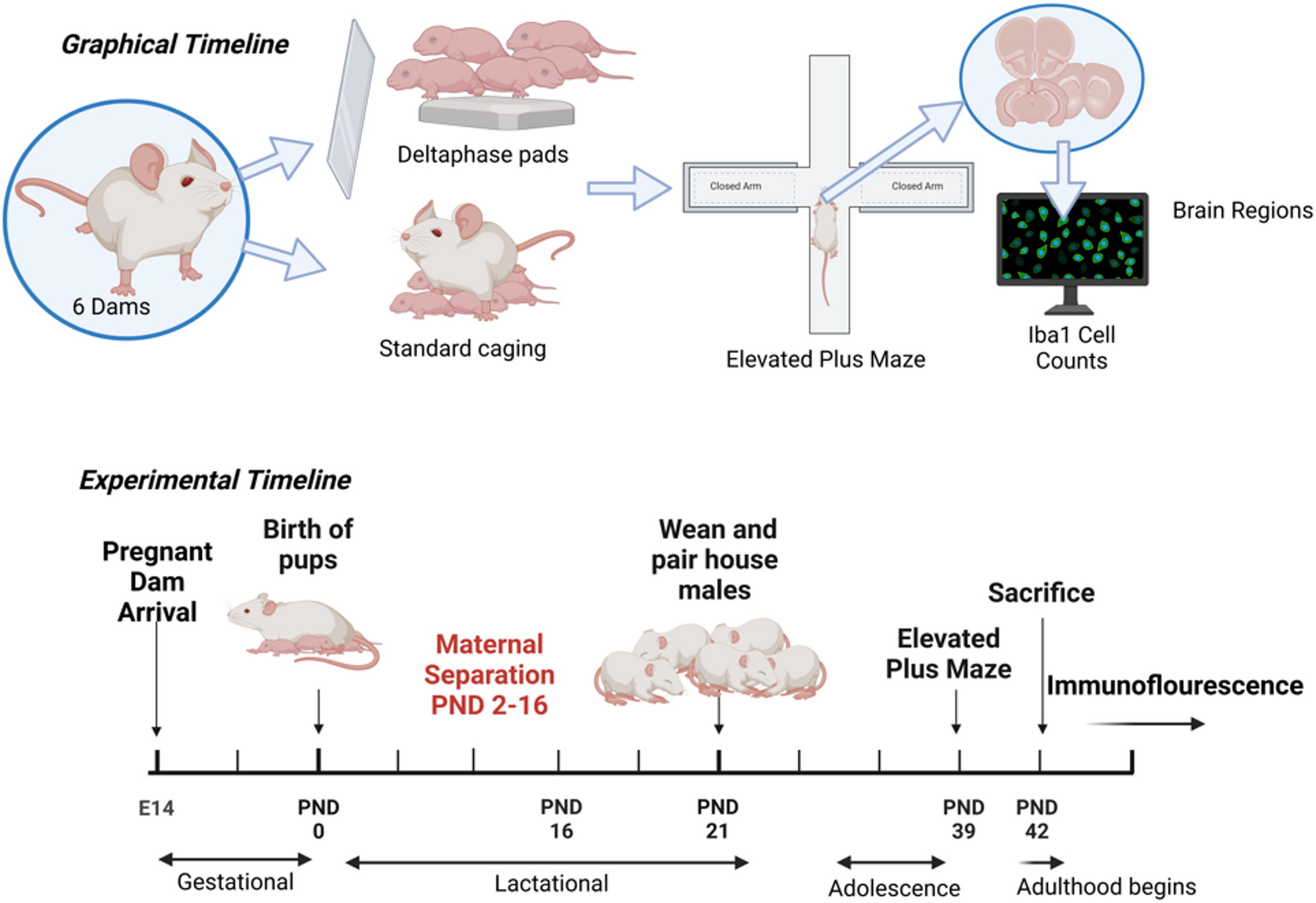 Early life stress alters microglia in ventral hippocampus and dorsal CA2 associated with anxiety-like behavior in adolescent male rats