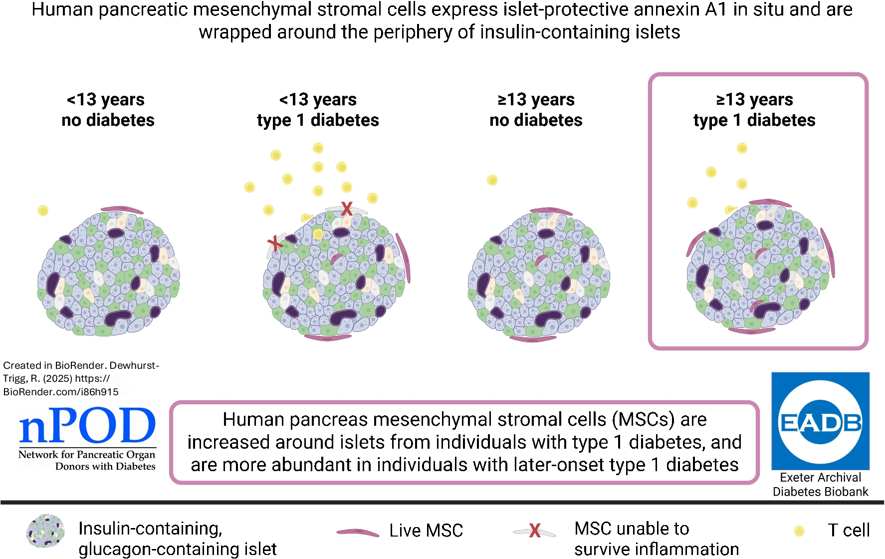 Characterisation of human pancreatic mesenchymal stromal cells in type 1 diabetes