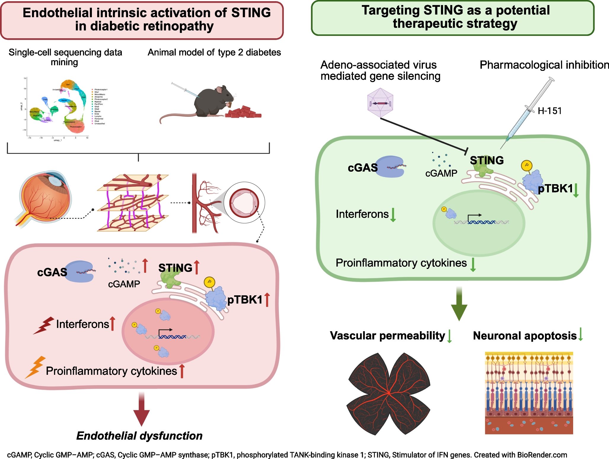 Aberrant STING signalling promotes endothelial dysfunction and neurovascular injury in diabetic retinopathy