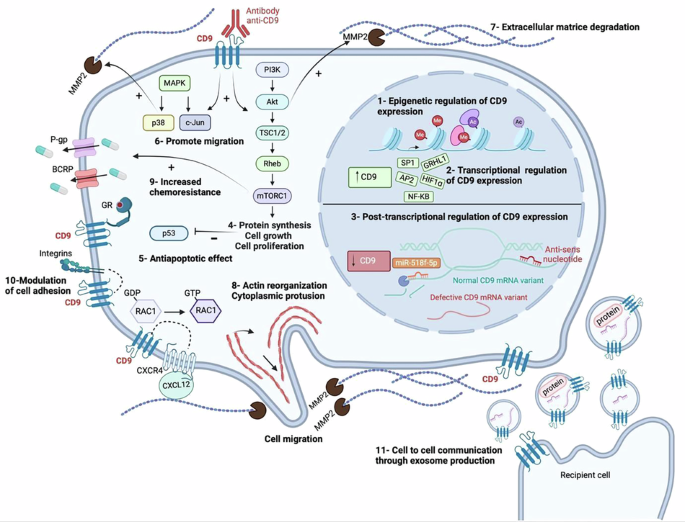 CD9, a tetraspanin in cancer: biology and therapeutic promise in acute leukemia