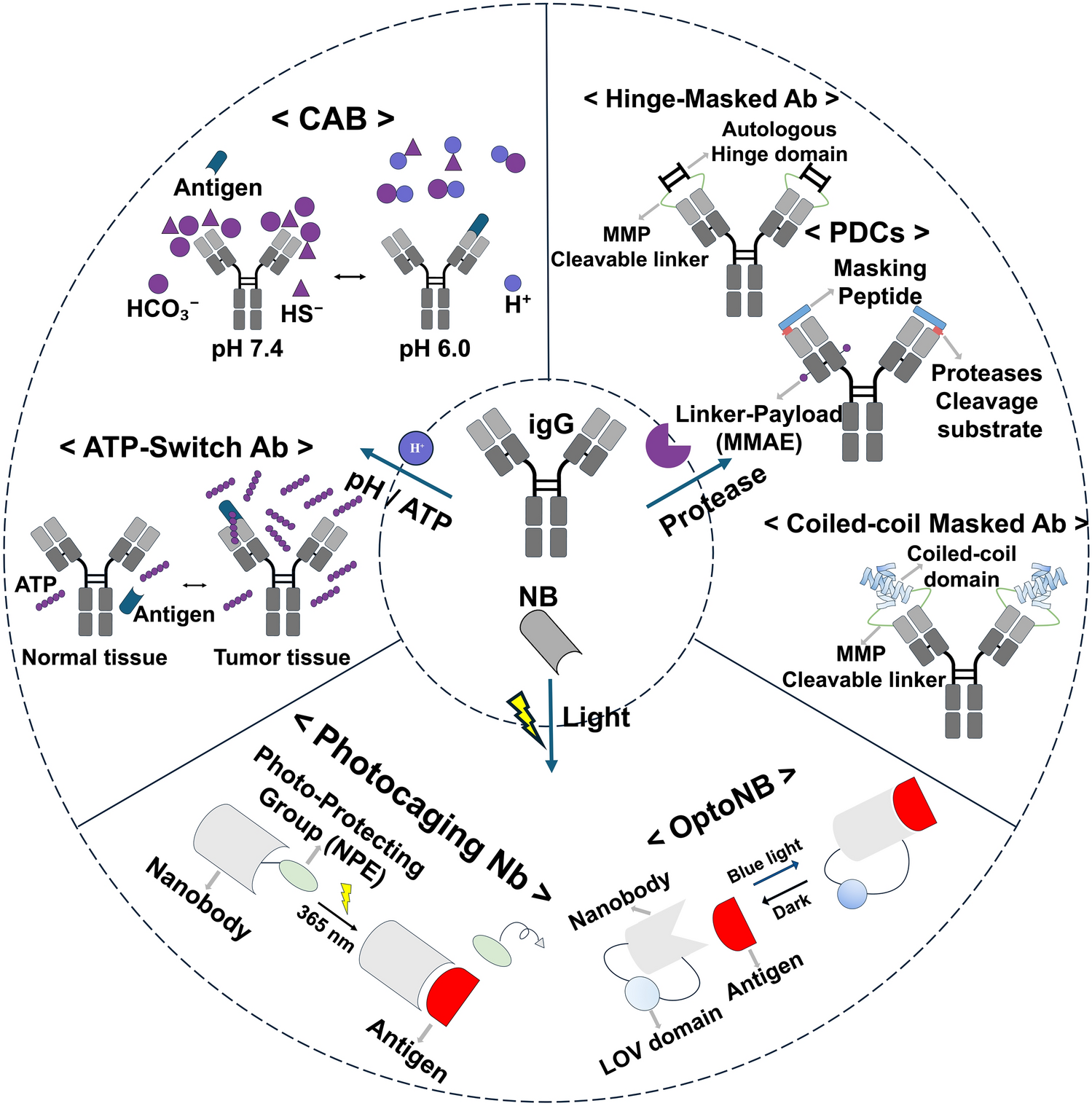 Conditionally Activatable Antibody Platforms: Mechanisms, Modalities, and Clinical Translation Potential