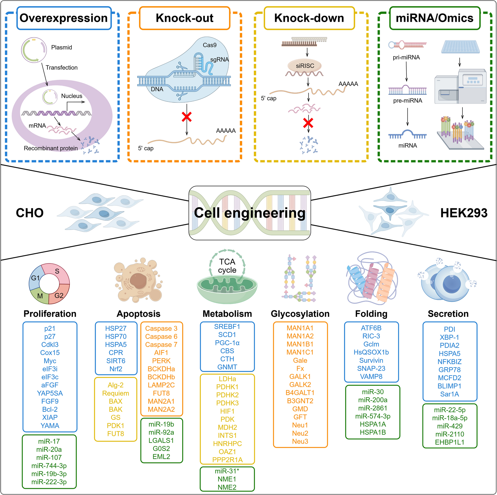 Cell Engineering for Increasing Production of Recombinant Proteins in Mammalian Cells
