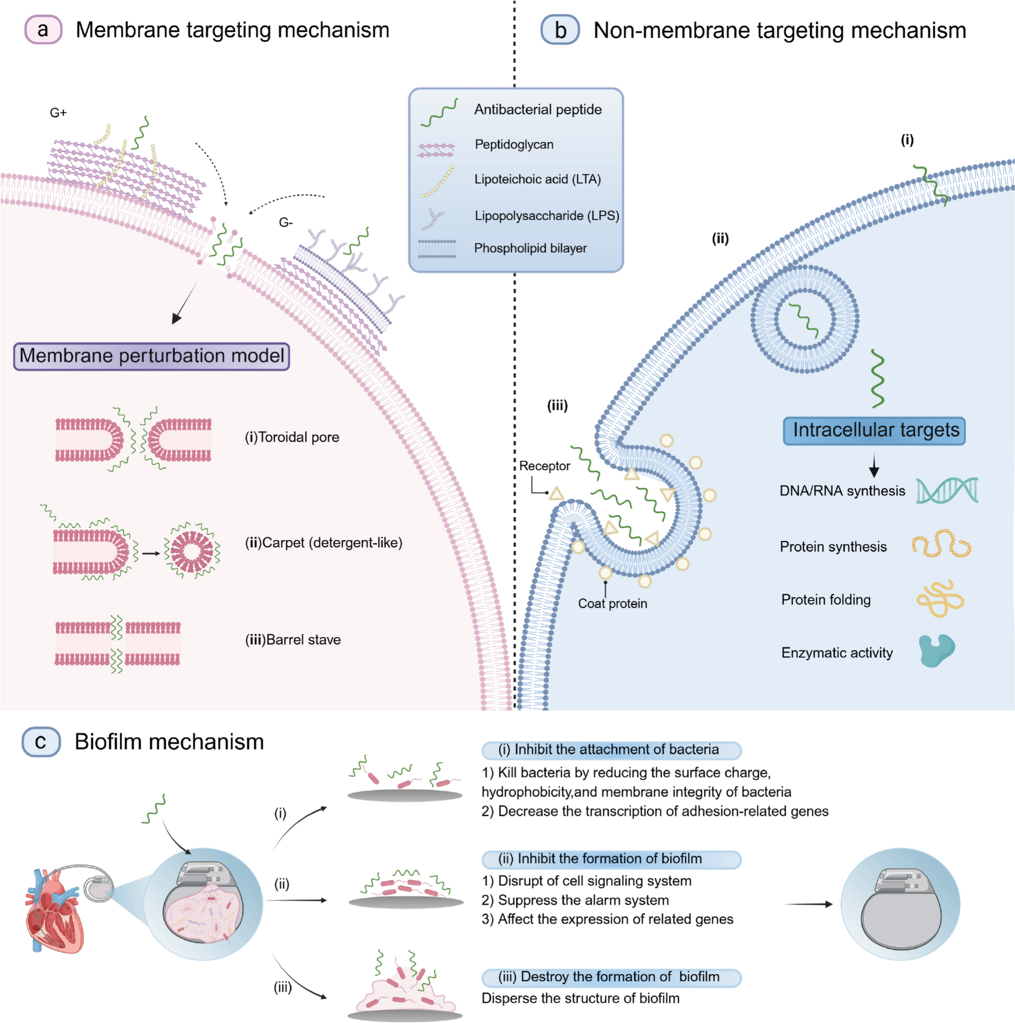 Advances of Antimicrobial Peptides in the Treatment of Multidrug-Resistant Bacteria