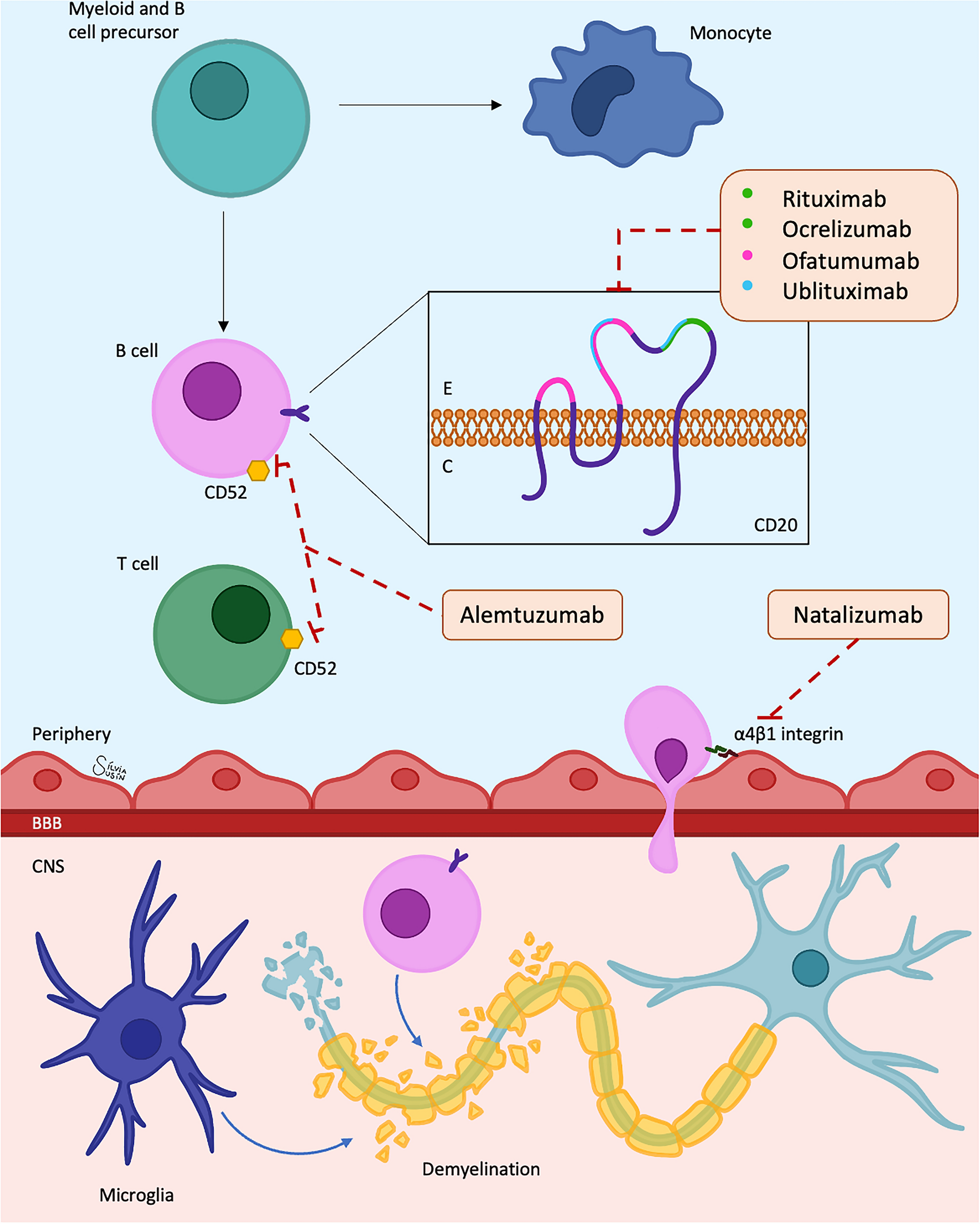 The Present and Future of Monoclonal Antibody Therapies for Multiple Sclerosis