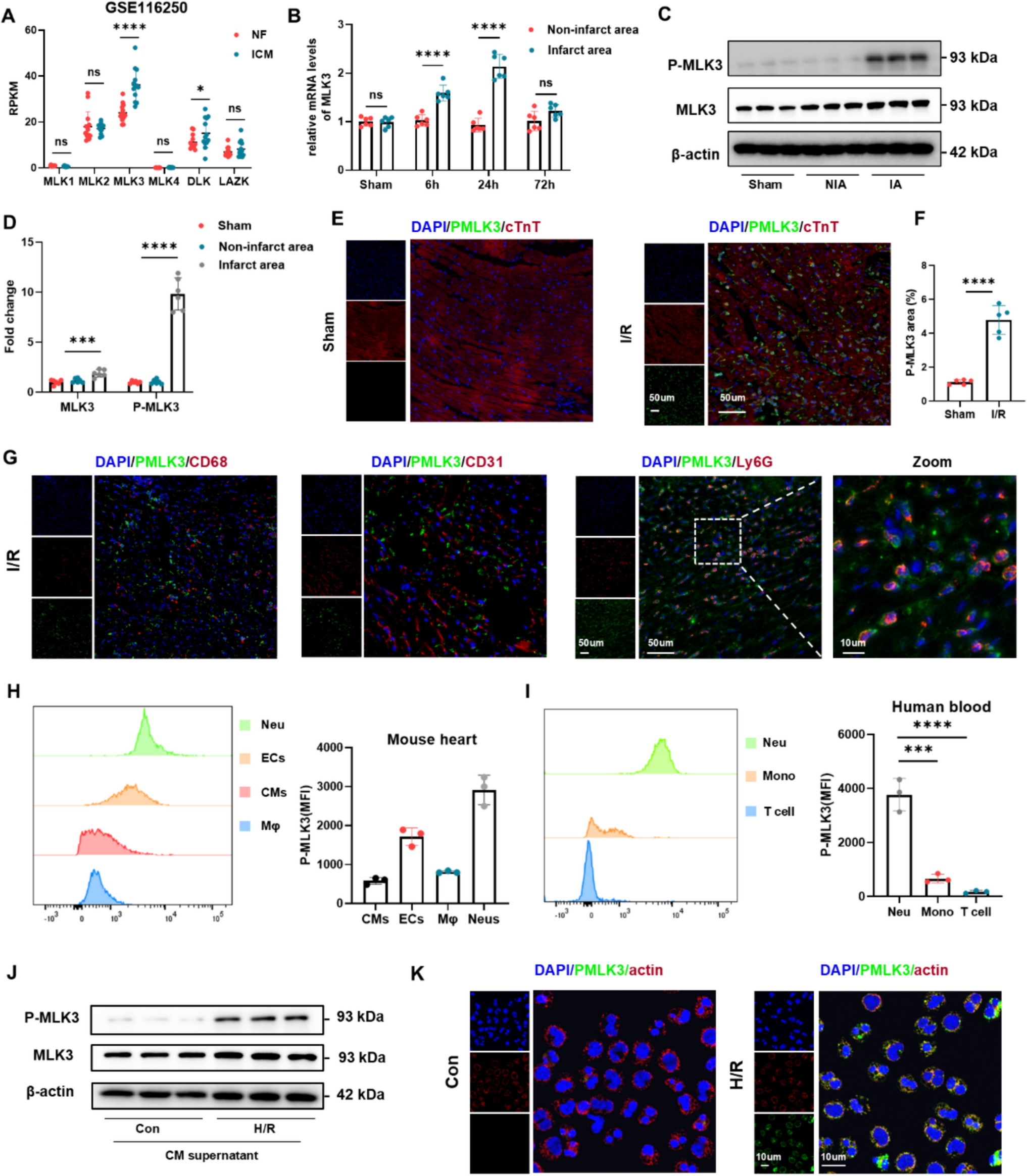 Mixed lineage kinase 3 contributes to myocardial ischemia/reperfusion injury by regulating neutrophil activation
