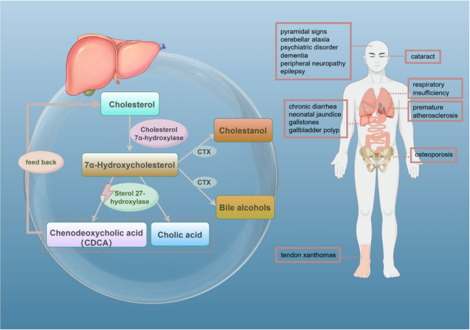 Juvenile-Onset Cerebrotendinous Xanthomatosis with Novel Compound Heterozygous  Mutations: Case Series and Literature Review