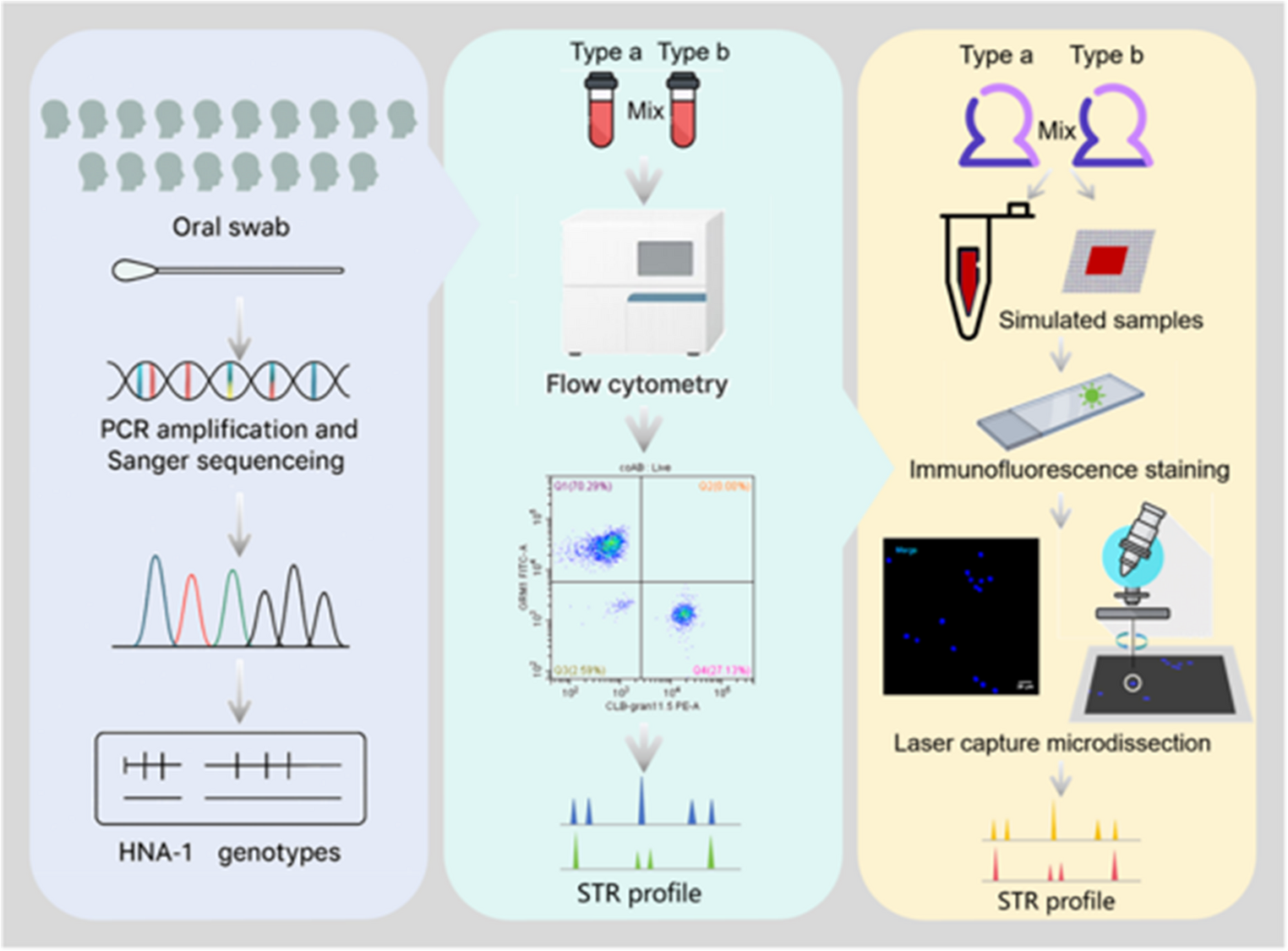Separation and identification of two-individual mixed bloodstains using human neutrophil antigen-1 antibodies