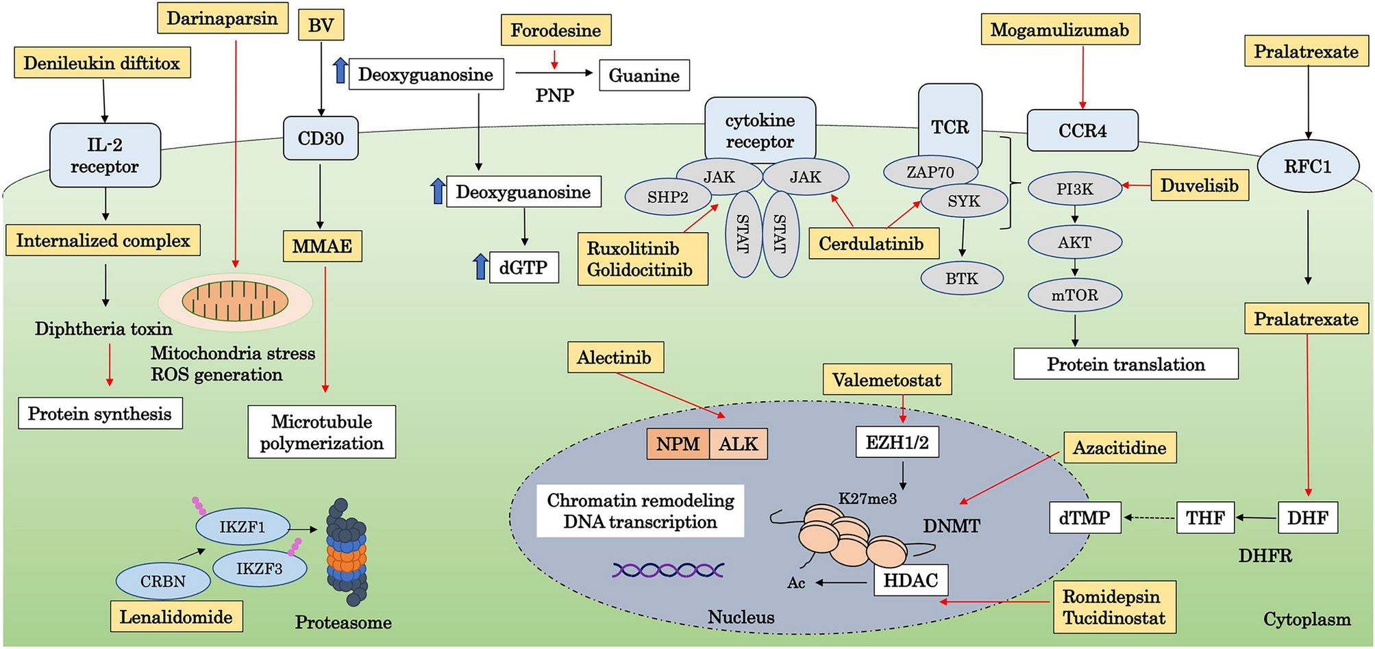 Novel agents and therapeutic advances in T cell lymphoma