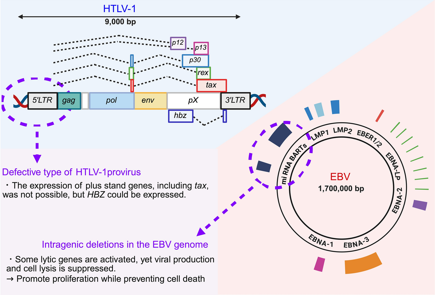 Viral-driven oncogenesis in T/NK-cell lymphomas: parallels and divergences between HTLV-1 and EBV