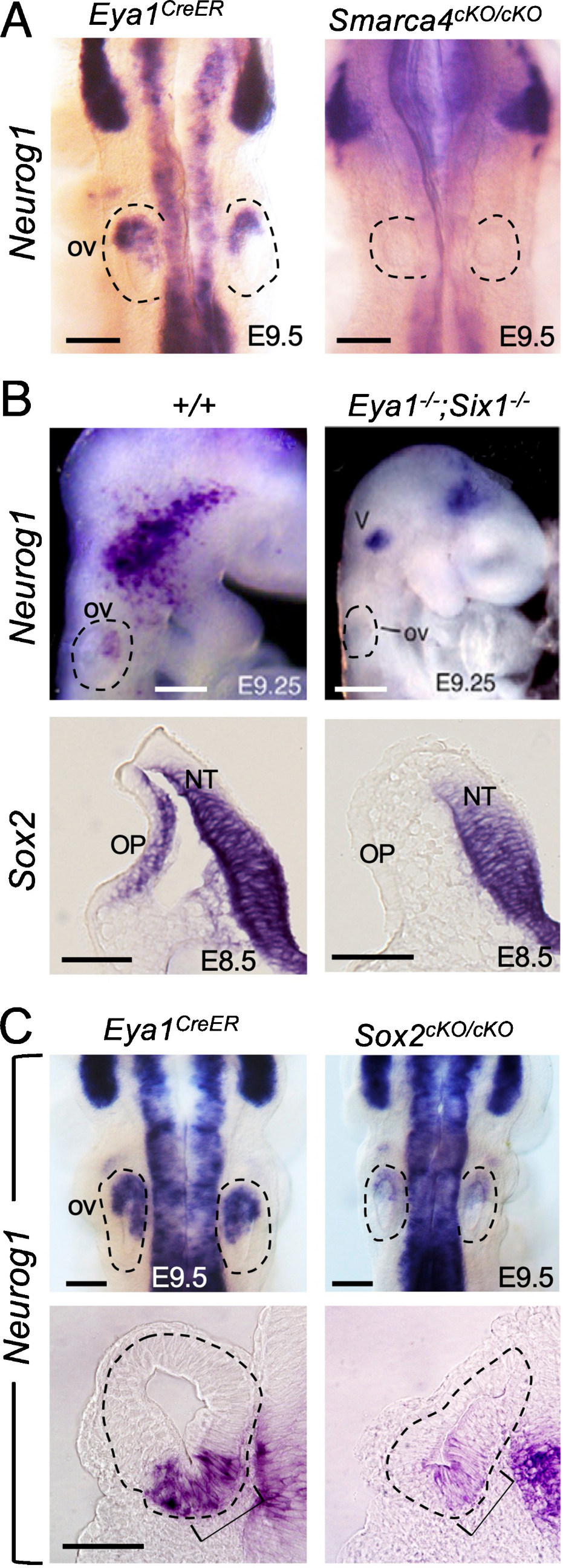 Regulatory Networks Driving the Specification, Differentiation, and Diversification of Neurons in the Mouse Inner Ear