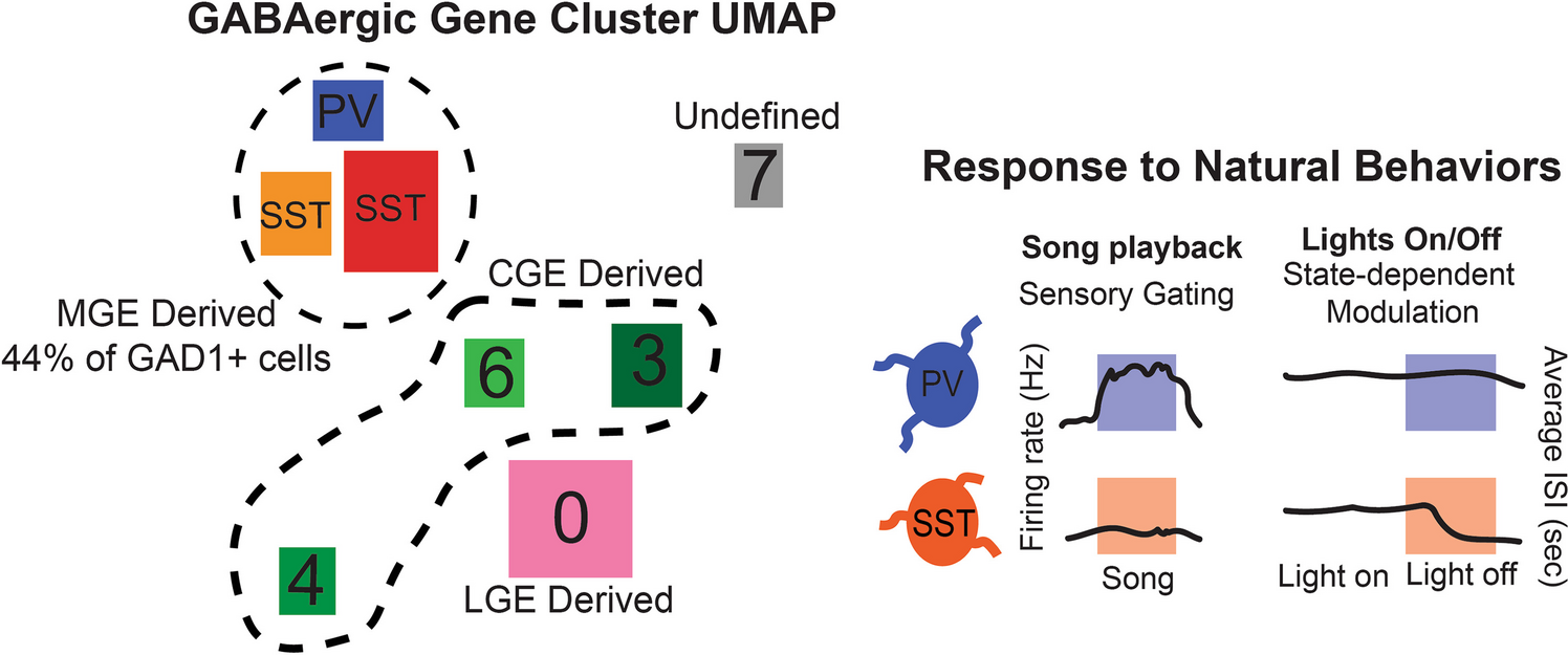 Translational Potential of the Avian Cortex