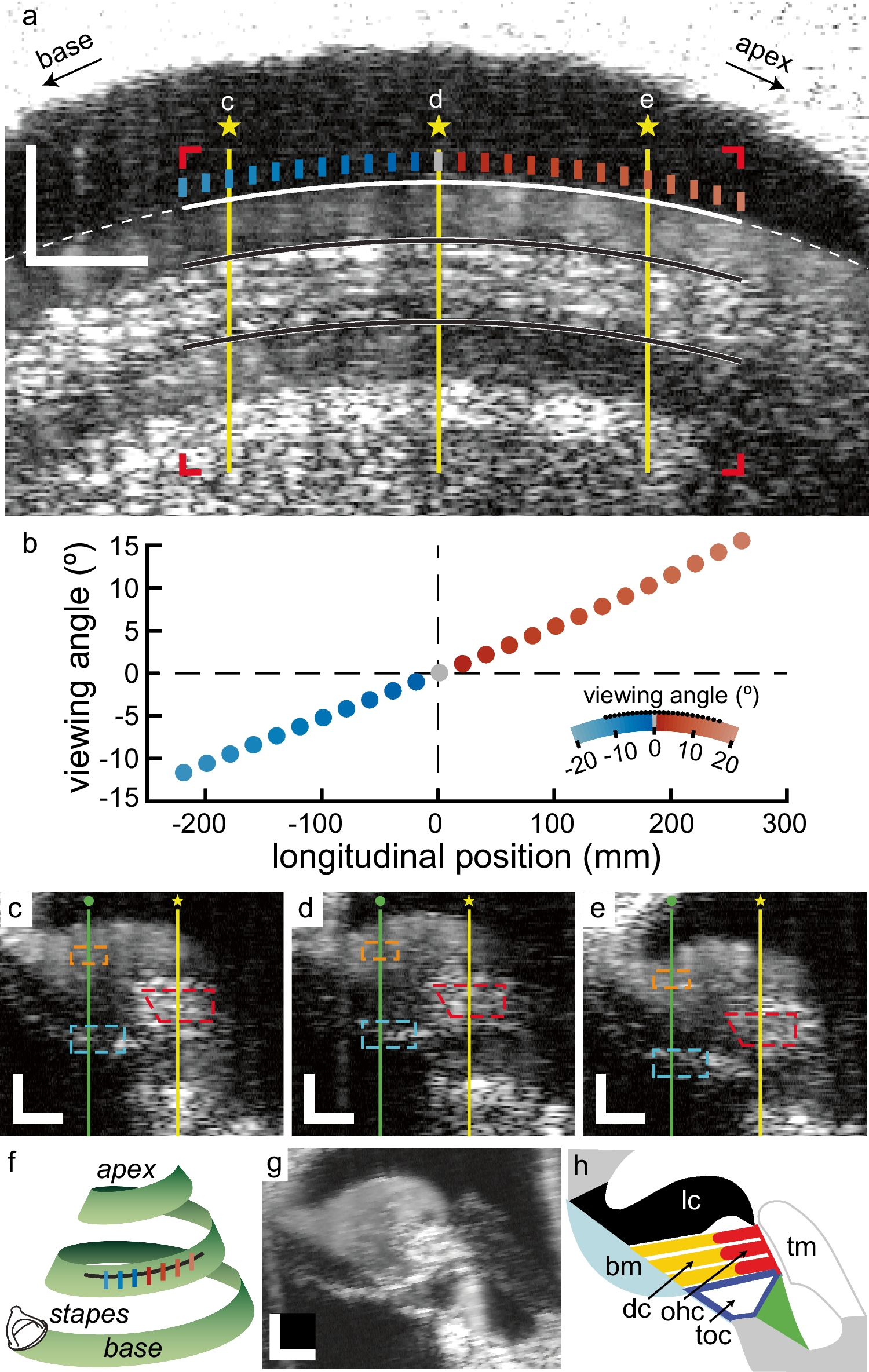 Longitudinal Vibrations in the Organ of Corti are Limited to Its Core