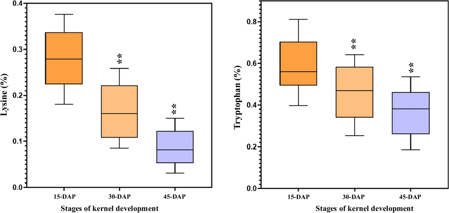 Correction to: Dynamics of accumulation of lysine and tryptophan, and kernel modification in , , and double mutant () genotypes during kernel development in maize