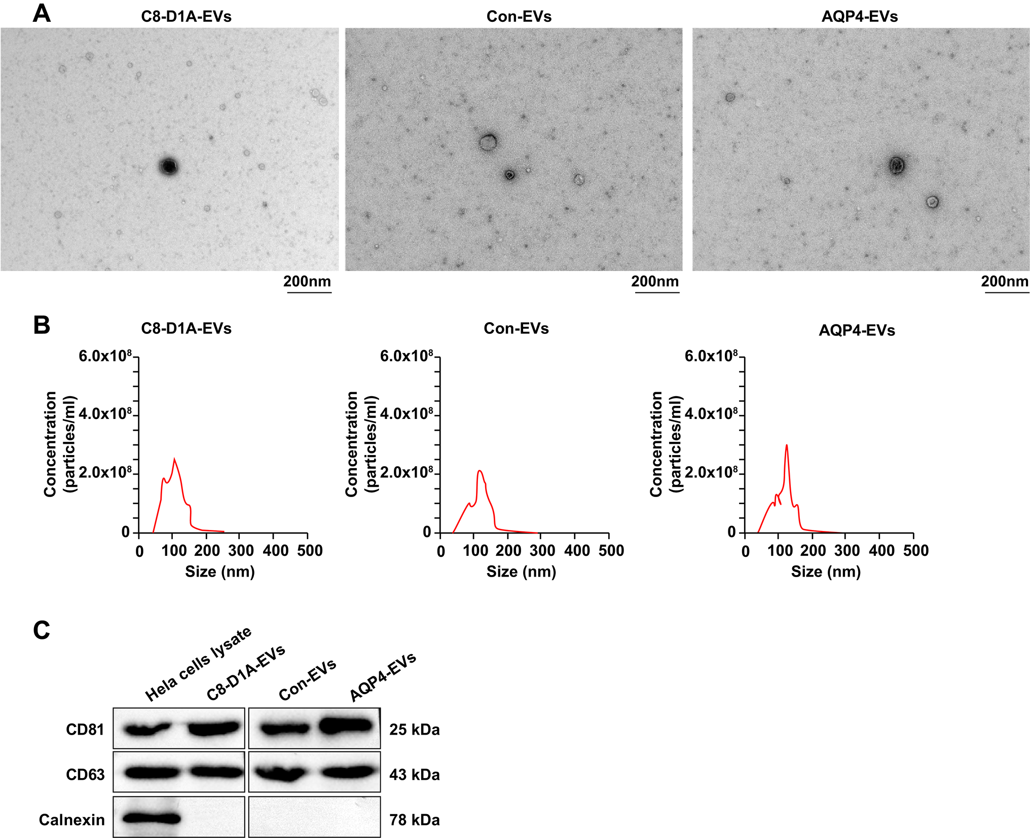 AQP4-IgG-Induced Astrocyte-Derived Small Extracellular Vesicles Carrying Mitochondrial DNA Regulate the TLR9/MyD88/NF-κB Pathway to Drive Microglial Activation and Neuromyelitis Optica