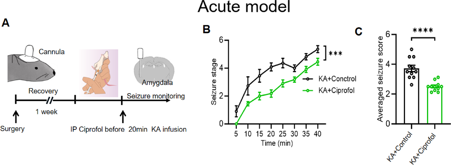 Ciprofol Promotes SIRT1-Mediated Raf Regulation of ERK1/2 Hyperphosphorylation