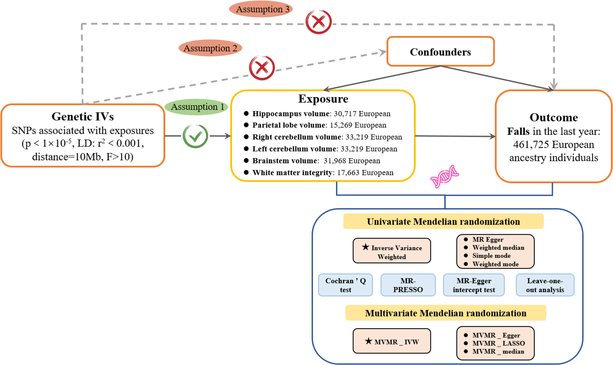 Genetic evidence does not support causal associations between brain structures and fall risk: evidence from Mendelian randomization