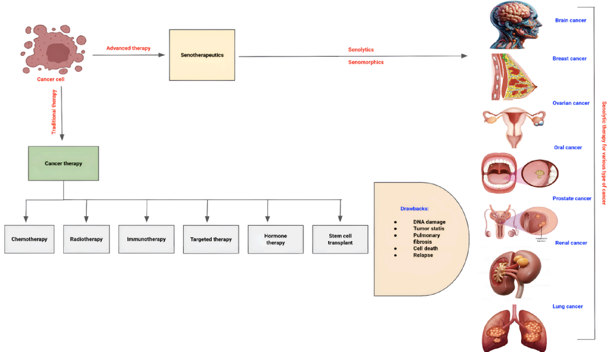 Revolutionizing cancer treatment with senotherapeutics: a current perspective