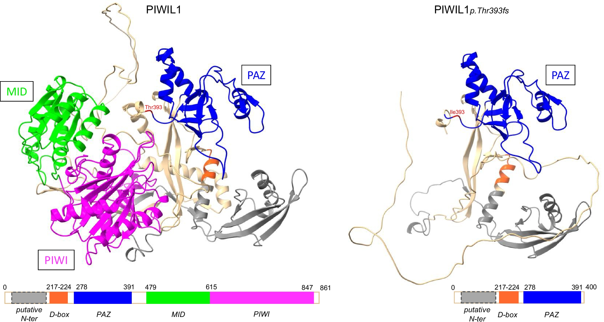 A homozygous  frameshift variant triggers azoospermia and reveals a strong selective constraint on germline genome integrity