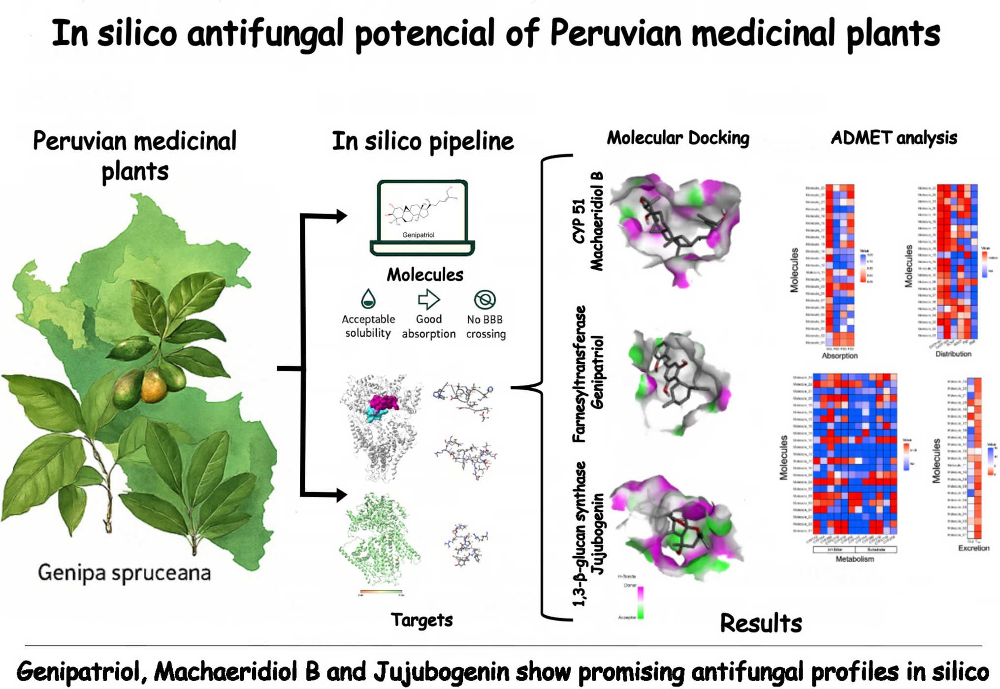 Analysis of Active Compounds of Peruvian Medicinal Plants with Antifungal Activity