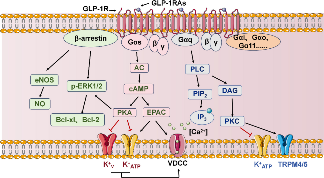 Glucagon-like Peptide-1 Receptor Dependent Signaling in Cardiovascular Health and Disease: A Mini-review