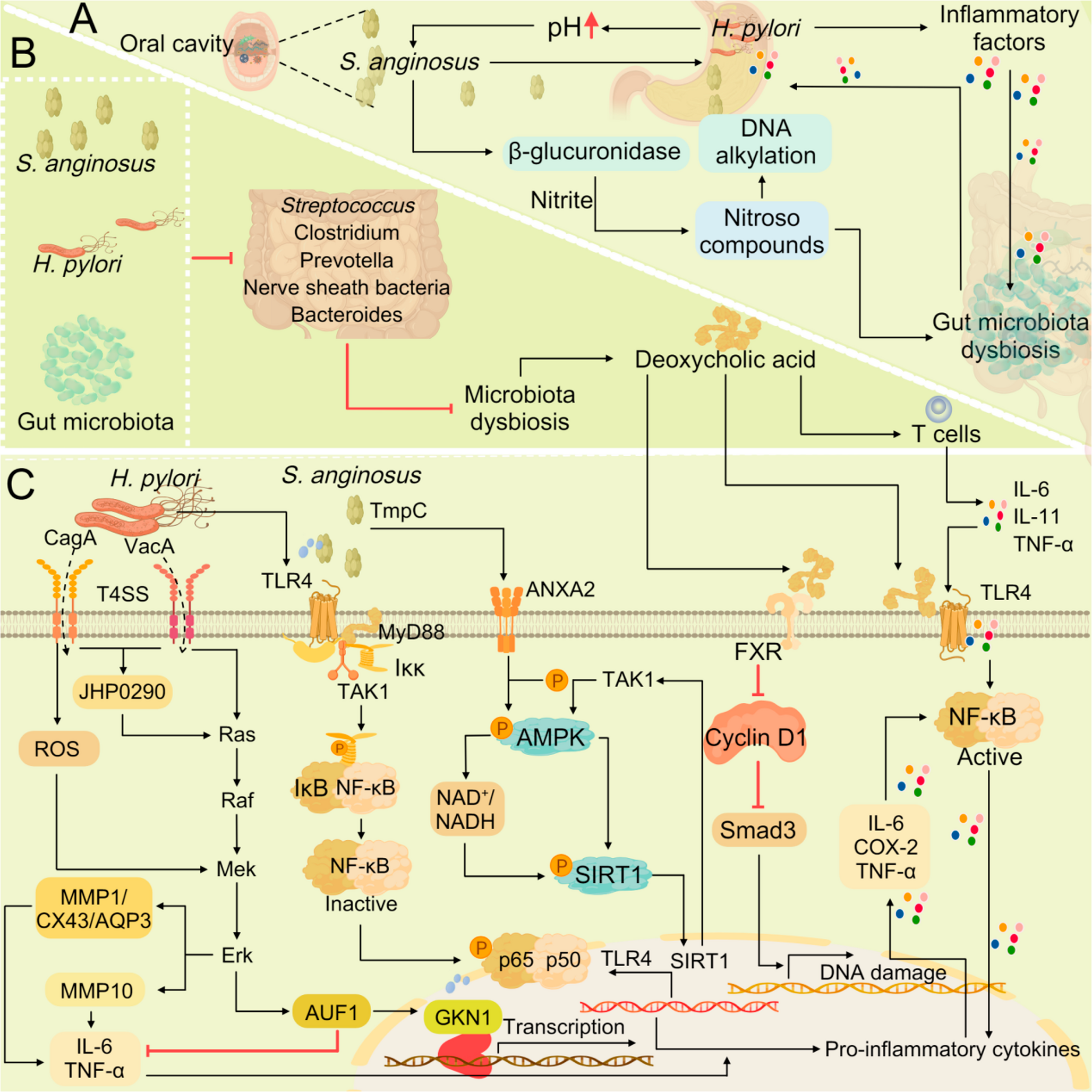 Delivery systems in the diagnosis and treatment of chronic atrophic gastritis: A Three-Level health strategy guided by 3PM