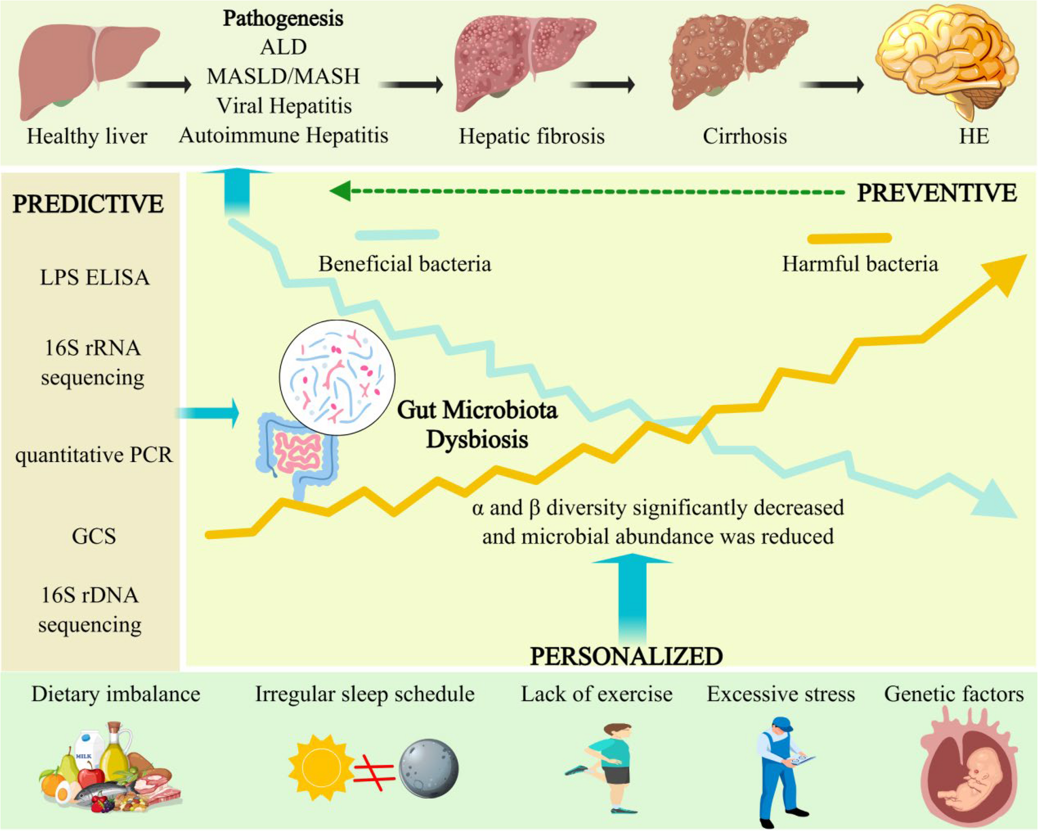 Gut microbiota in hepatic encephalopathy: a 3PM-guided three-tier health strategy