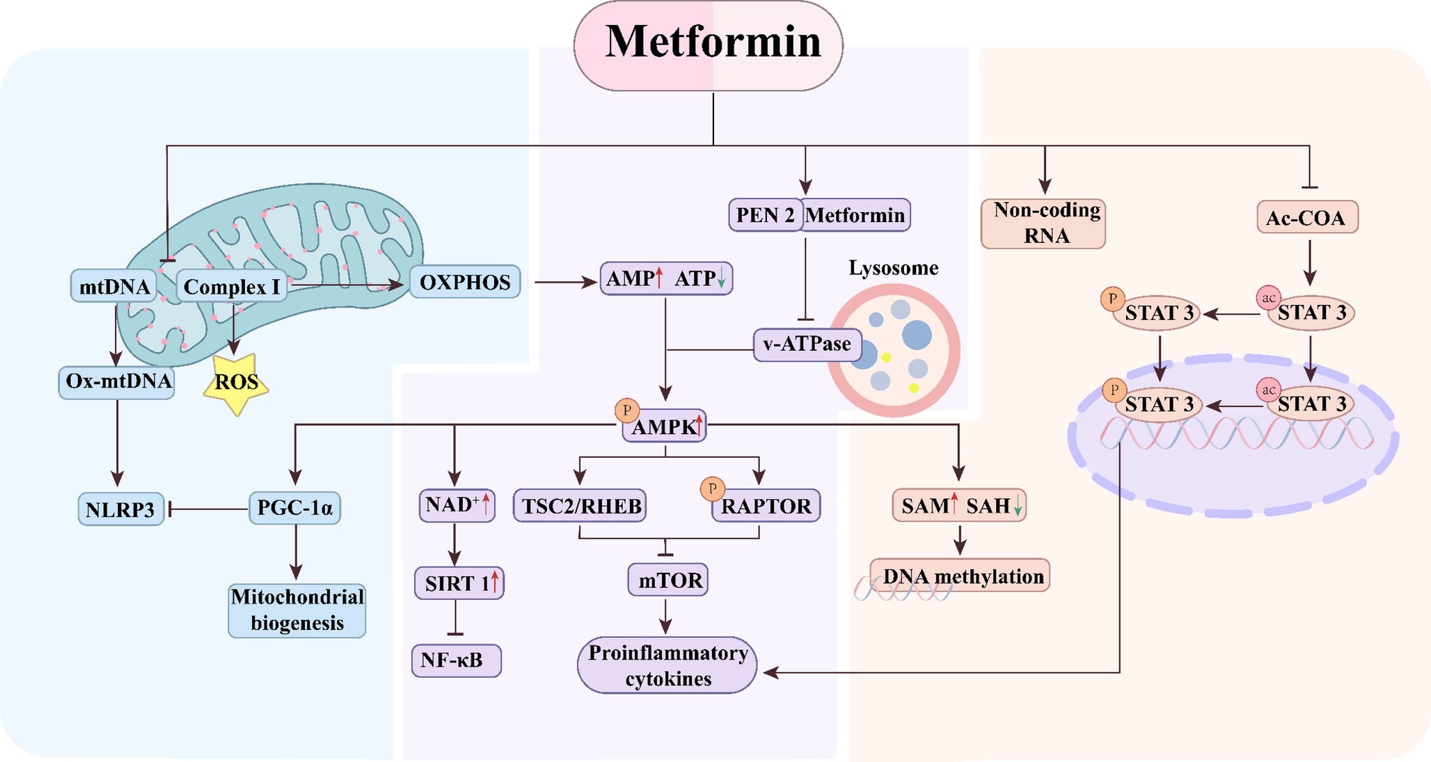 Repurposing holistic effects of metformin from diabetes management to skin wound healing: a 3PM-guided innovation